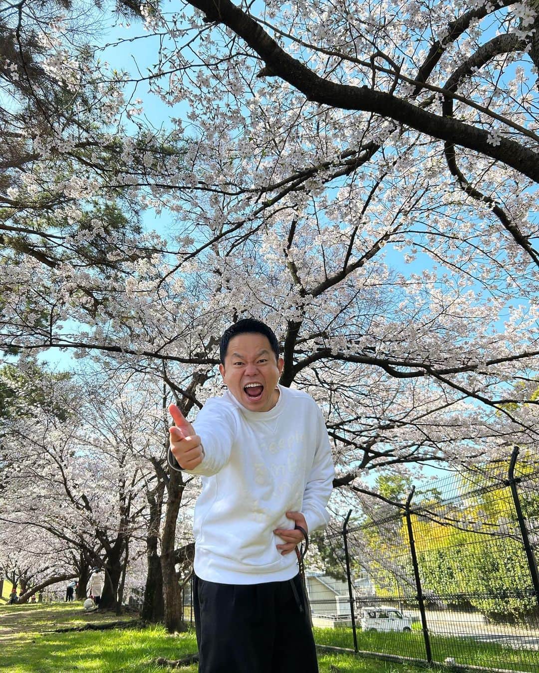 津田篤宏のインスタグラム：「桜ごいごいすー！ #合成みたい」