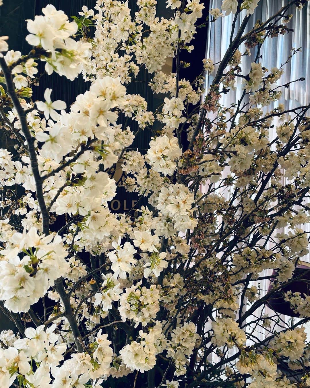 ホテルオーレ　ブロッサモーレさんのインスタグラム写真 - (ホテルオーレ　ブロッサモーレInstagram)「桜の便りが各地から届く今日このごろ、ホテルオーレ 1階ロビーの「桜」も満開です！ 現在、山梨県の『吉野桜』を展示しておきます。  藤枝にお越しの際は、お写真などお撮りになられてはいかがでしょうか。  ホテルオーレでは、宿泊・宴会 様々なプランをご用意して皆さまのご来館をお待ちしております！  #藤枝市 #ホテルオーレ #藤枝のホテル #桜 #sakura #宿泊 #宴会」3月29日 11時07分 - hotel_ole