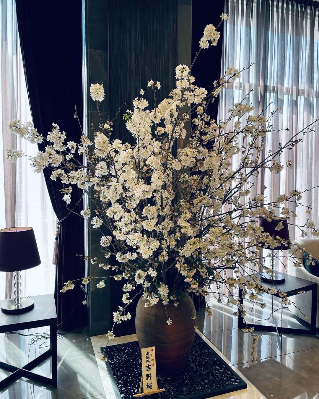 のインスタグラム：「桜の便りが各地から届く今日このごろ、ホテルオーレ 1階ロビーの「桜」も満開です！ 現在、山梨県の『吉野桜』を展示しておきます。  藤枝にお越しの際は、お写真などお撮りになられてはいかがでしょうか。  ホテルオーレでは、宿泊・宴会 様々なプランをご用意して皆さまのご来館をお待ちしております！  #藤枝市 #ホテルオーレ #藤枝のホテル #桜 #sakura #宿泊 #宴会」