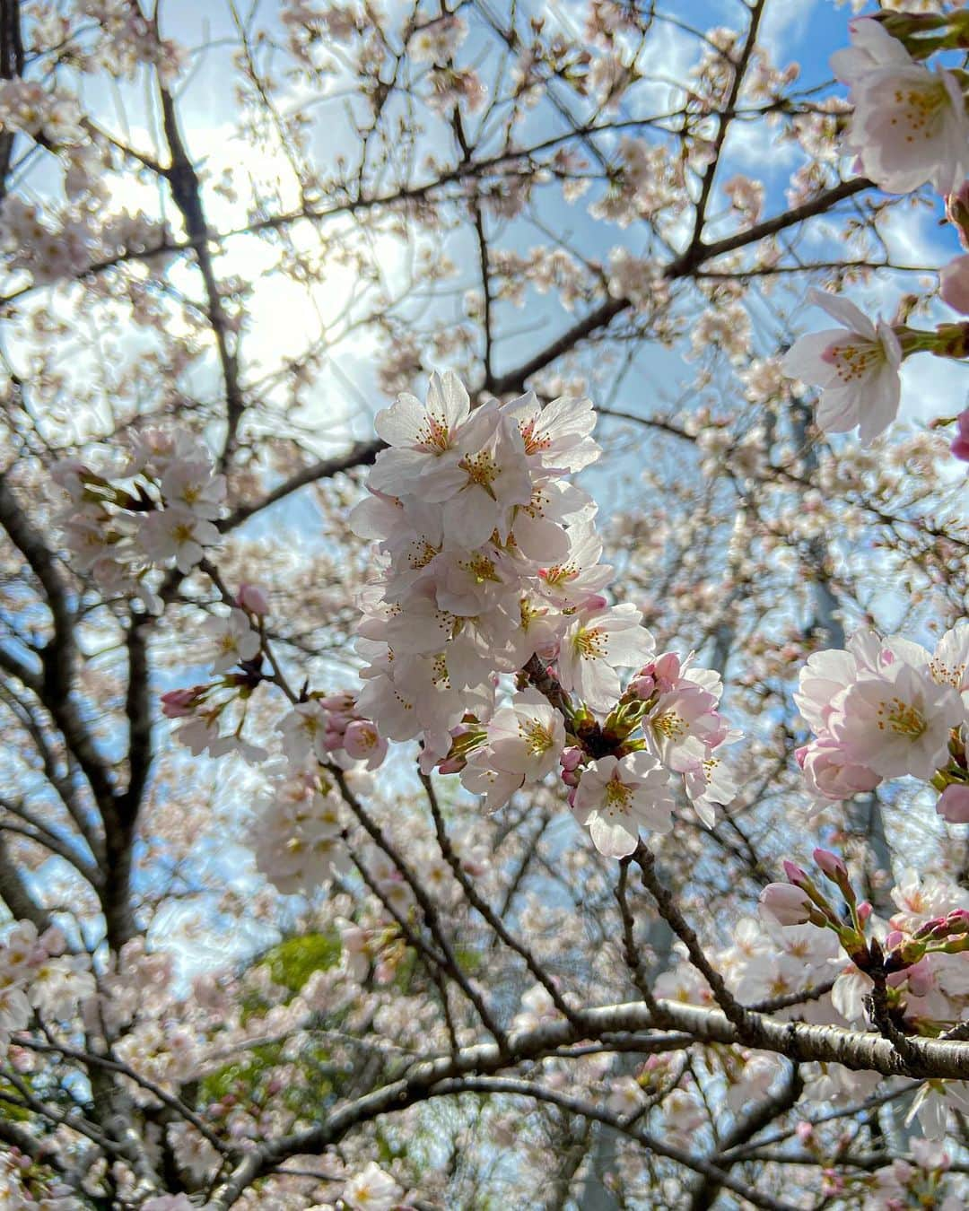 姫路ゆめさき川温泉 夢乃井のインスタグラム：「当館の桜が見頃を迎えています𓂃🌸𓈒𓏸   #さくら  #姫路  #夢乃井  #塩田温泉夢乃井  #夢乃井庵夕やけこやけ  #里山温泉リゾートちょうどいい非日常  #温泉旅館」