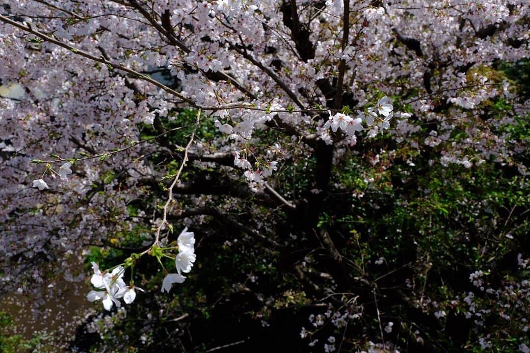 佐野史郎さんのインスタグラム写真 - (佐野史郎Instagram)「#桜 #満開 #まどのそと やっぱり晴れた日はいいね☀️🌸」3月29日 11時37分 - sanovabitch