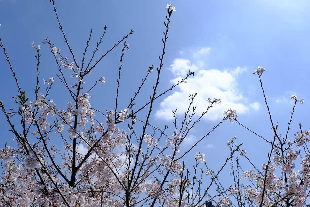佐野史郎のインスタグラム：「#桜 #満開 #まどのそと やっぱり晴れた日はいいね☀️🌸」