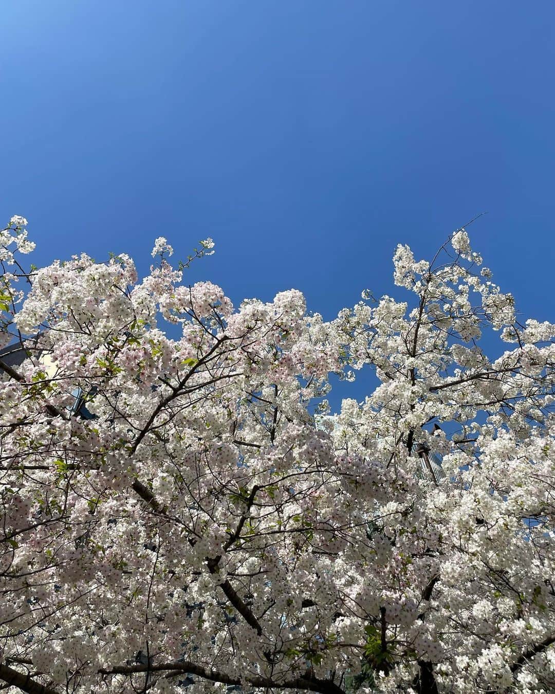 SEA ROOM LYNNさんのインスタグラム写真 - (SEA ROOM LYNNInstagram)「私服は白が大半を占めるんだけど この時期は毎日のように着たいSAKURA PINK🌸  余談ですが、季節限定桜スイーツ桜あんが大好物！  #searoomlynn #sakura」3月29日 22時35分 - azuuusay
