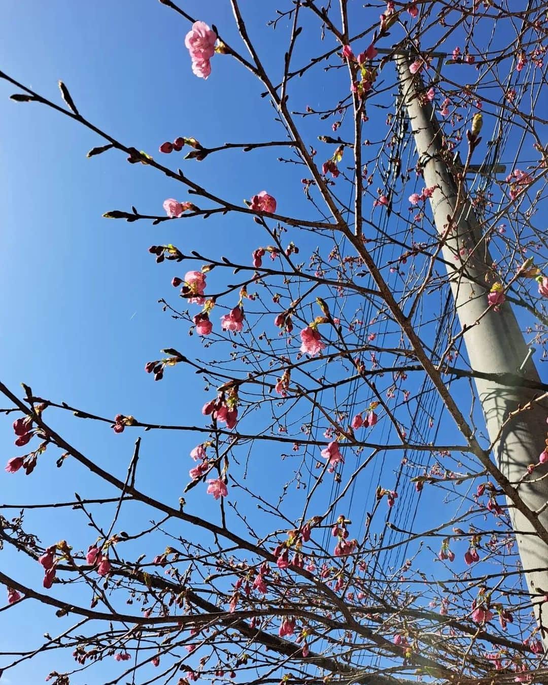 綾小路きみまろさんのインスタグラム写真 - (綾小路きみまろInstagram)「綾小路きみまろです。 河口湖の桜はまだのようです。 河津桜もあと少しですね。  #富士河口湖さくら祭り は4/5～スタートです。 タイミング良く咲きますように✨  春の河口湖、とってもオススメですよ👍️ぜひ遊びにいらしてくださいね。  きみまろ茶や 土日祝 営業しています！ ご来店お待ちしております！ (平日はお休みです)  #富士山 #河口湖 #桜 #綾小路きみまろ」3月29日 22時36分 - ayanokojikimimaro_official