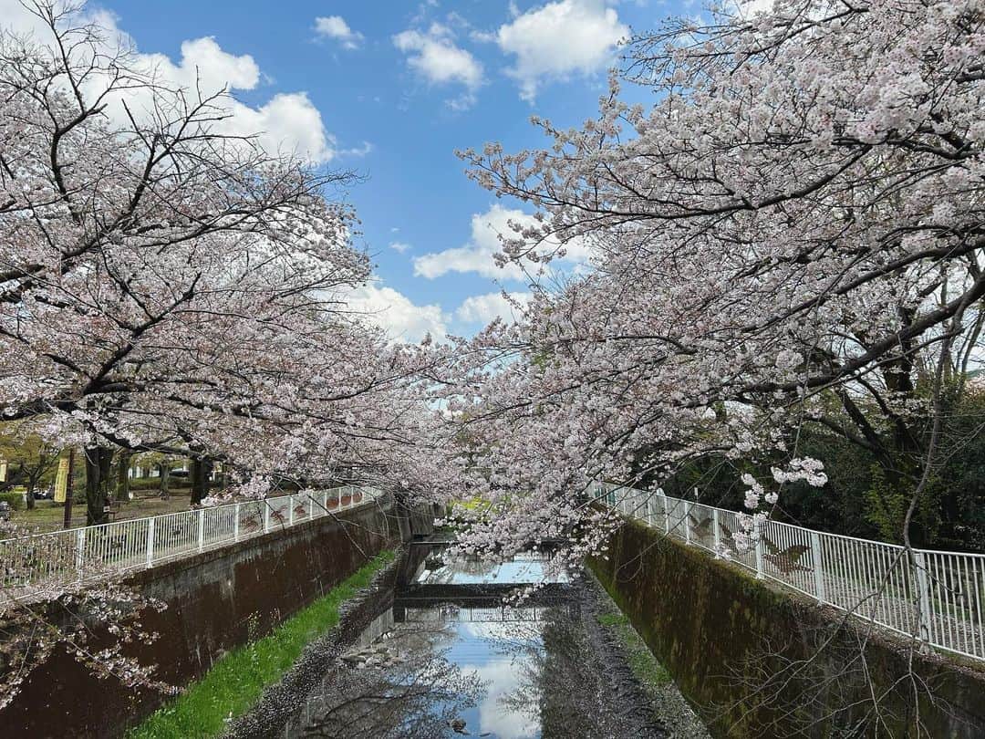 高見まなみさんのインスタグラム写真 - (高見まなみInstagram)「晴れていたあいだに、桜のきれいな公園をハシゴできた！絵に描いたようにきれいだった。」3月29日 21時08分 - manami_takami