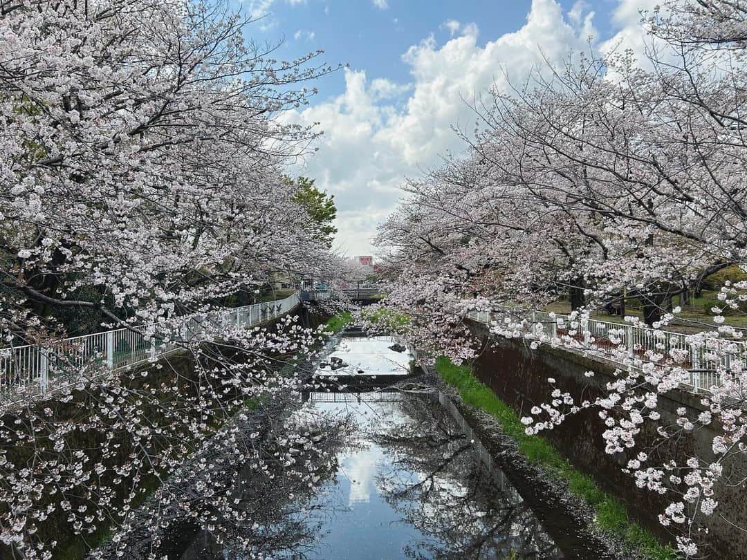 高見まなみのインスタグラム：「晴れていたあいだに、桜のきれいな公園をハシゴできた！絵に描いたようにきれいだった。」