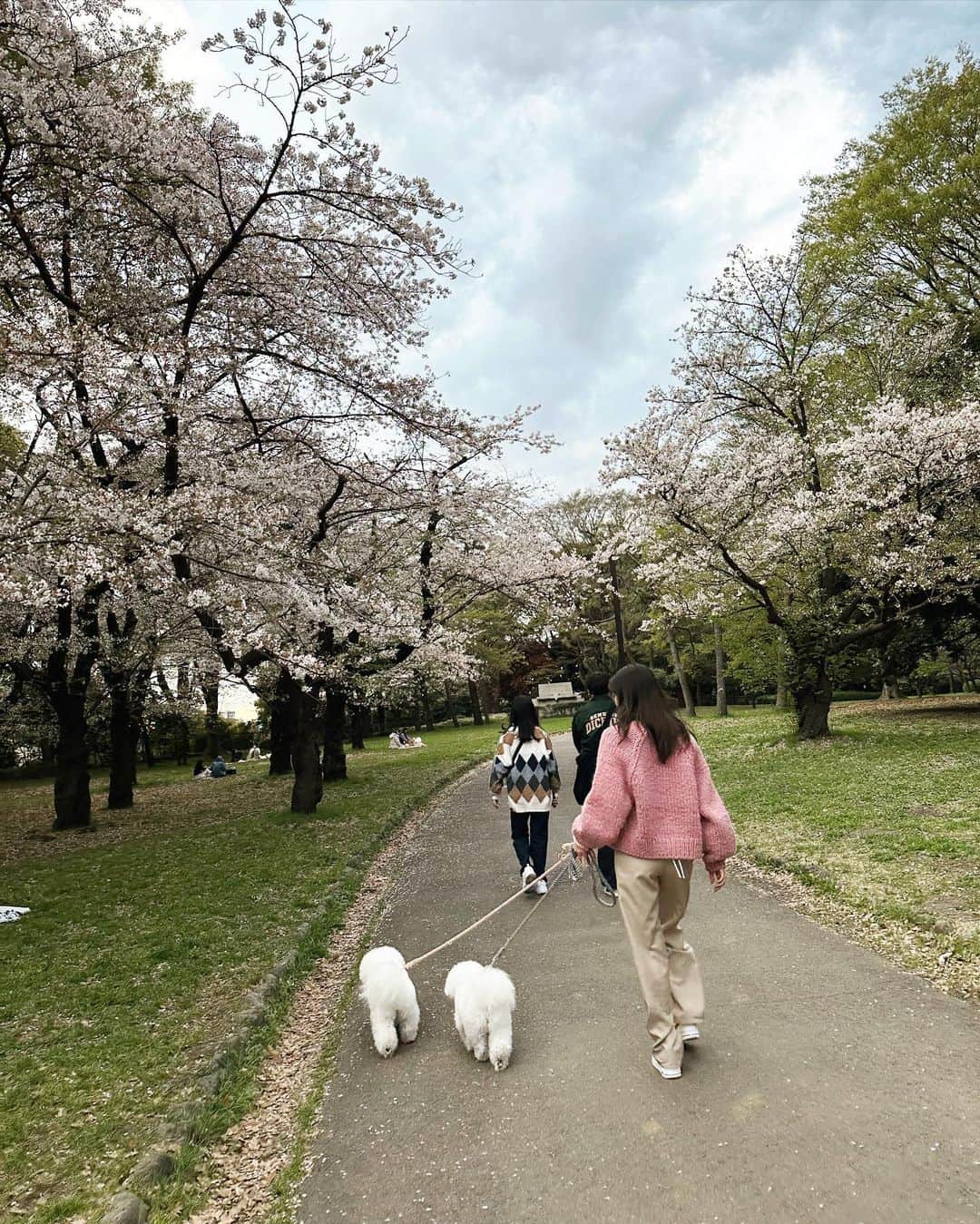 金子栞のインスタグラム：「さくら散歩　in 代々木公園 人が凄かったので脇道を歩きました🌸  そろそろ履きすぎてguのパンツどんだけお気に入りなのって思われそう🥹  #もふもふ隊 #ビションフリーゼ」