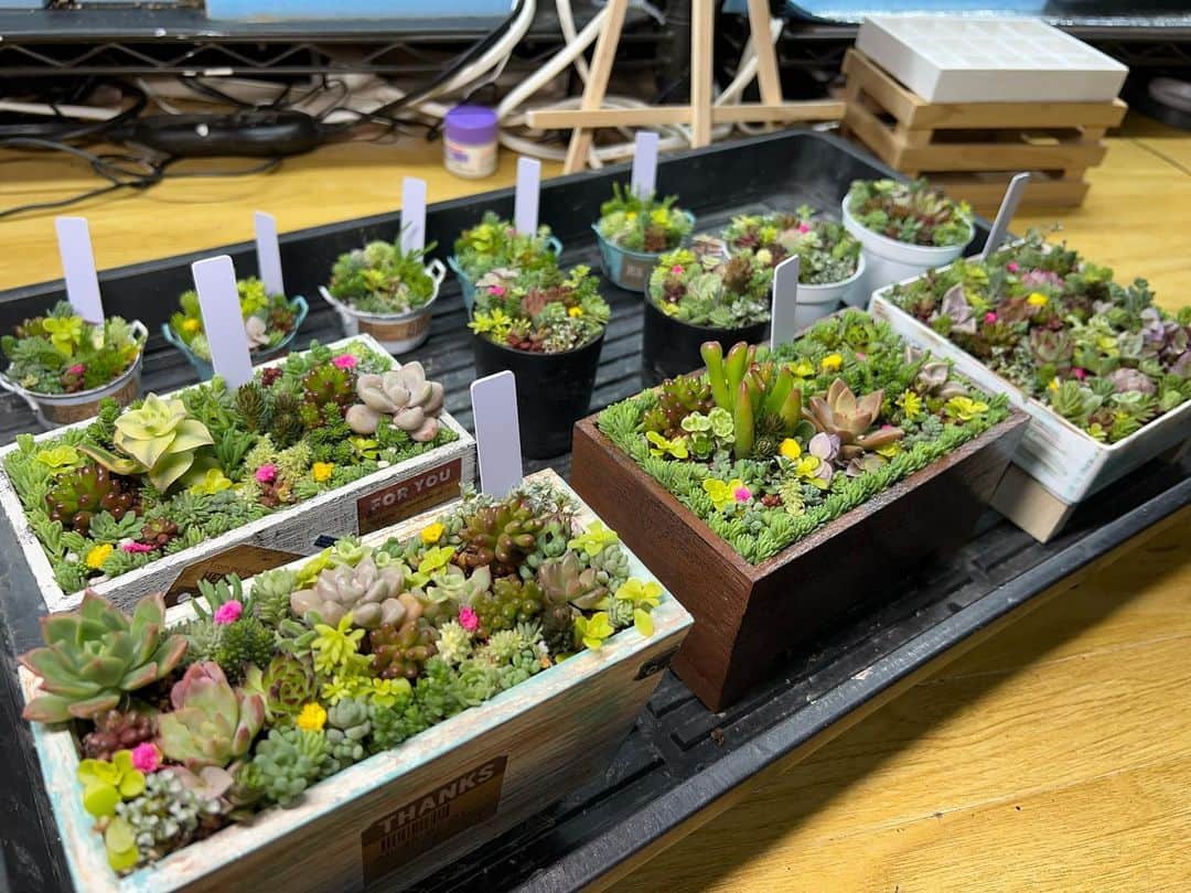 出口博幸さんのインスタグラム写真 - (出口博幸Instagram)「多肉植物盛り合わせ。 #多肉植物初心者🔰」3月29日 21時02分 - deguchi_hiroyuki