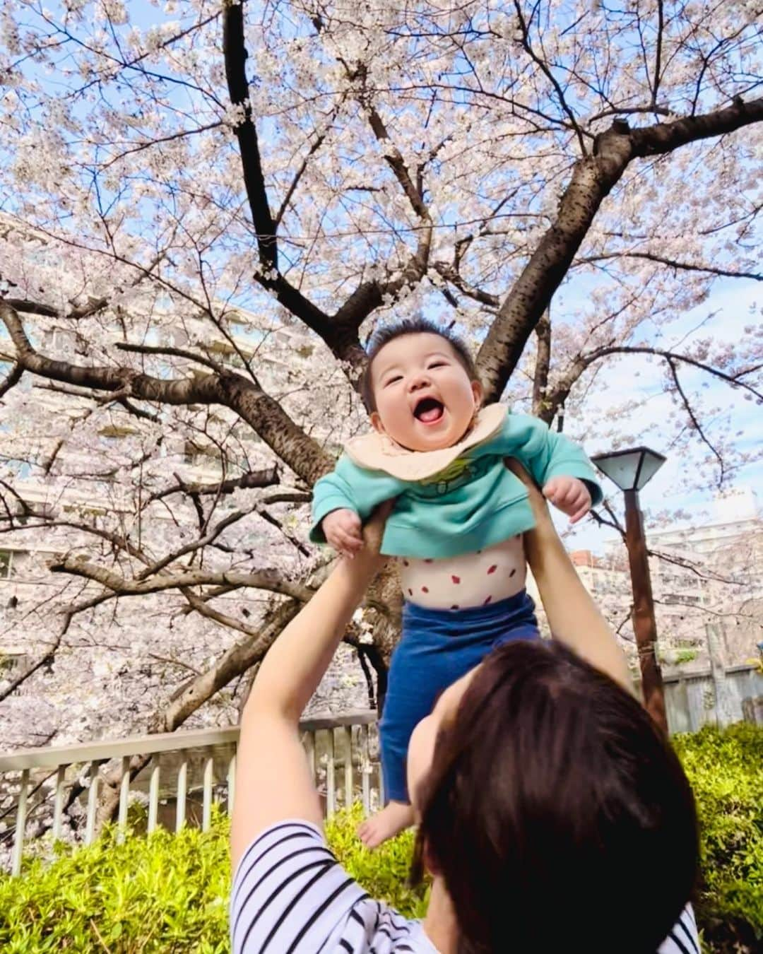 石原亜弥さんのインスタグラム写真 - (石原亜弥Instagram)「🌸 出勤前(娘は保育園前)にささっとお花見してきました♪ 去年の今頃お腹の中にいたこの子と 今年同じ桜を見てるんだなぁ…😌🫧」3月29日 21時17分 - aya_dorothy_law