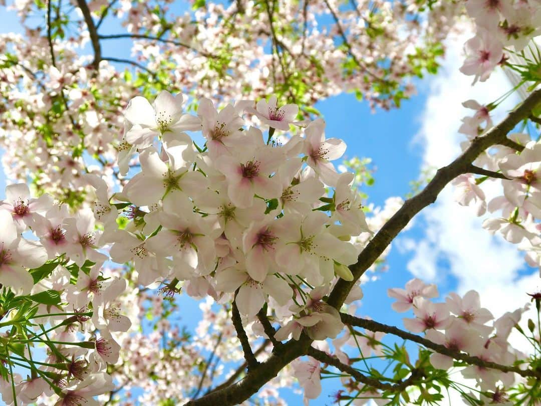 竹井亮介のインスタグラム：「2023年3月29日。 近所で、少しだけ、桜を眺め、春を堪能。 #お花見」