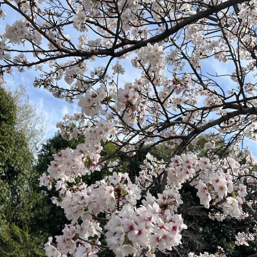鈴木あすなさんのインスタグラム写真 - (鈴木あすなInstagram)「暖かくなってきて、 桜が楽しめて嬉しい🌸  暮らしている岐阜にはいたるところに満開の桜が🥰  今にも産まれそうなお腹だけどw娘との時間を大切に、結構アクティブに動いてます〜  赤ちゃんに会えるのも楽しみだけどまだお腹にいるのも愛おしい日々♡  あと少しのマタニティライフたのしもう🤰💕」3月29日 21時19分 - asunasuzuki