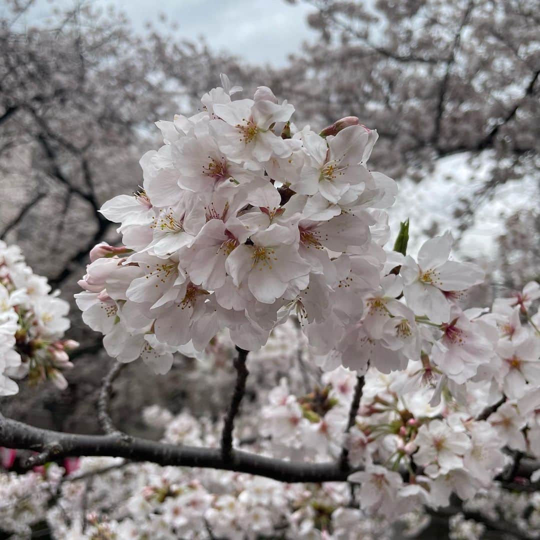 宮里ソルさんのインスタグラム写真 - (宮里ソルInstagram)「・ 🌸🌸🌸」3月29日 21時23分 - sol.xce