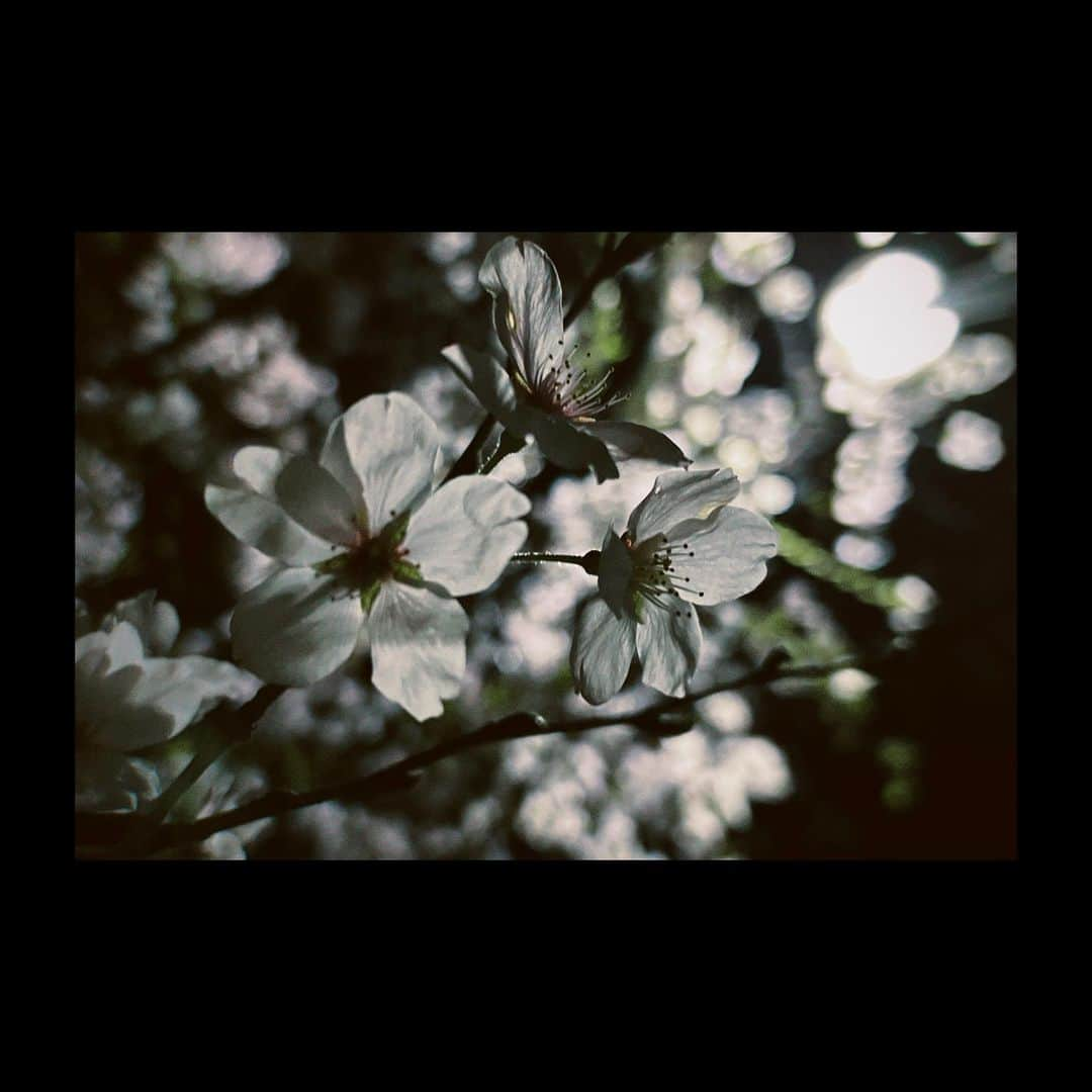 田口司のインスタグラム：「#桜  #photography #photooftheday #vsco #japan #tokyo」