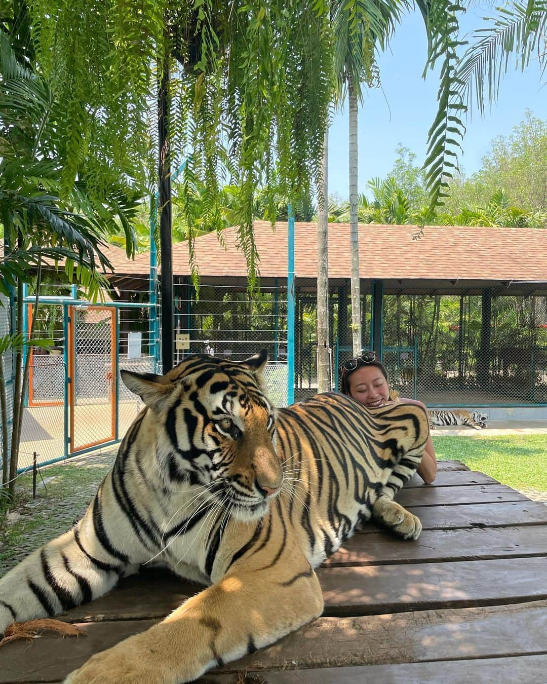 亀川萌絵子のインスタグラム：「🐅🐾 #タイ #プーケット #プーケット旅行 #thailand #phuket #tigerpark」