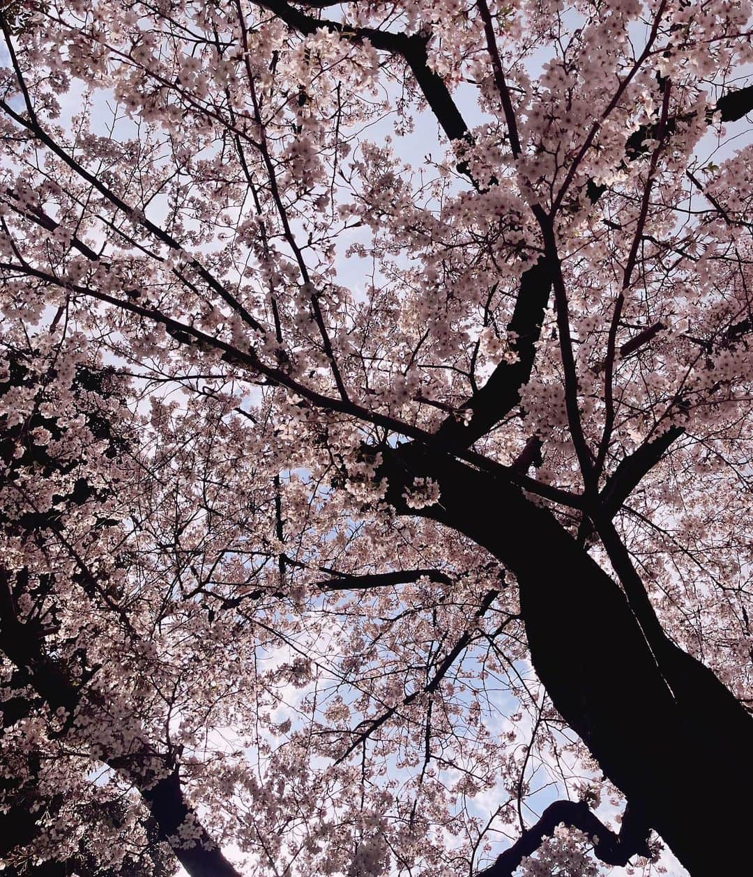 田名部生来さんのインスタグラム写真 - (田名部生来Instagram)「. 後輩ちゃんと🌸 行ってみたいということで ひみつ堂へ。  わたしたぶん 10年ぶりくらいなのでは笑 噂の八重洲と 分散されてるのか そこまで混んでなかったですよ。いえい。  メニュー桜に支配されてた。 そんな味にすると 得意じゃないんですが、 桜って経済ぶん回してるよね桜になりたい、 なんて谷中銀座で語りつつ。  いちごのヨーグルトのやつ とボルケーノグラタン いただきました。 冷→熱でサウナ後みたいに なりました。腹満。  #かき氷  #ピラグアおばさん備忘録𓏐𓌈」3月29日 21時37分 - mnkspnpn