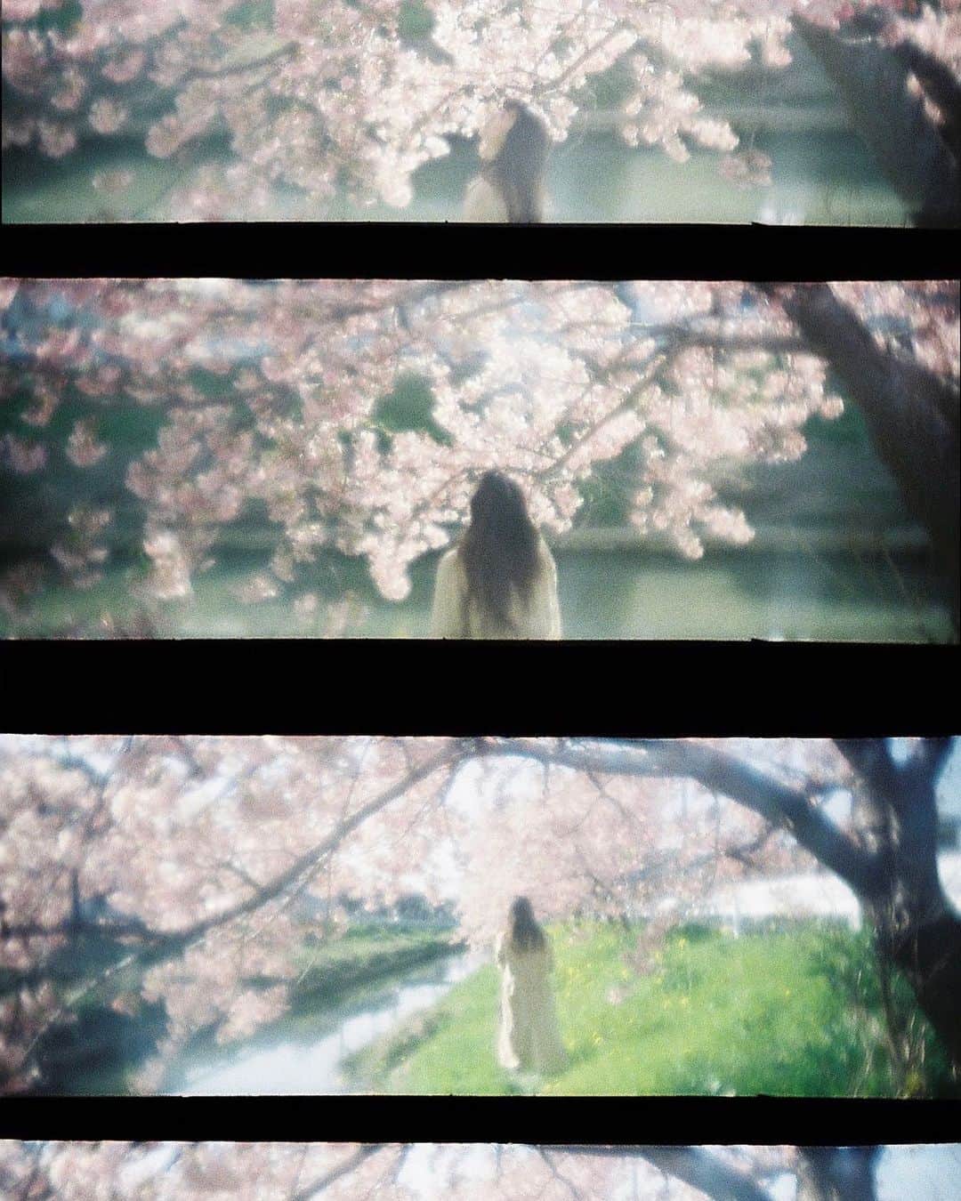 bambiflexのインスタグラム：「#film #onfilm #ishootfilm #filmisnotdead #film_com #film_jp #into_the_screen #igersjp #reco_ig #filmphotography #analog #analoguefeatures #analoguefilm #analoguepeople #analogue_people #theanalogclub #as_archive #vague_memories #フィルム #フィルムカメラ #フィルム写真 #lomokino #35mmfilm」