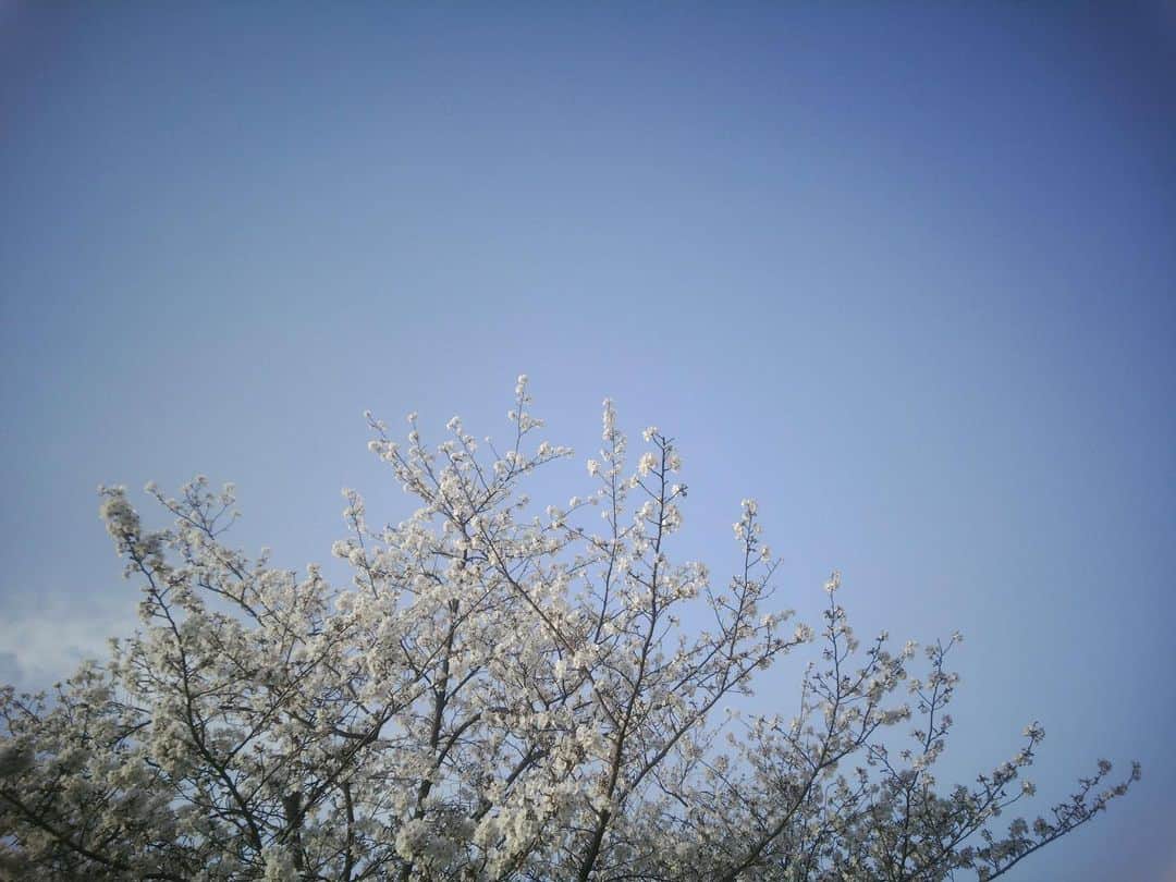 下野由貴さんのインスタグラム写真 - (下野由貴Instagram)「🌸  #桜 #お花見 #papershootで撮影しています」3月29日 21時42分 - shimono_0402