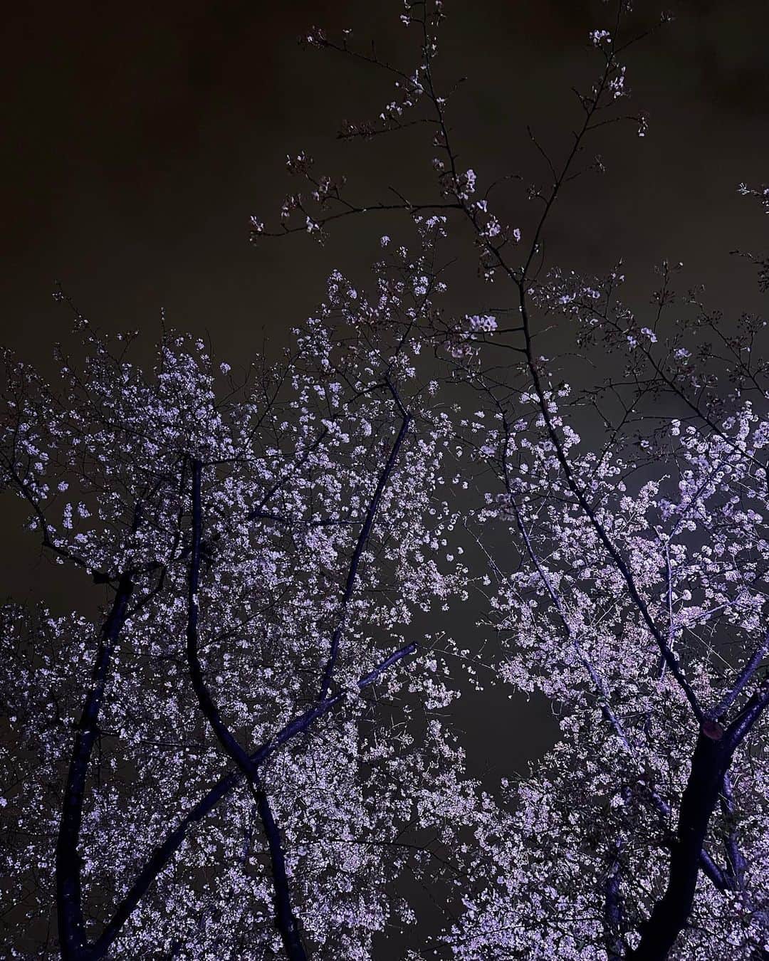 鷲尾伶菜のインスタグラム：「なんか毎年、夜桜だな  うつくし」