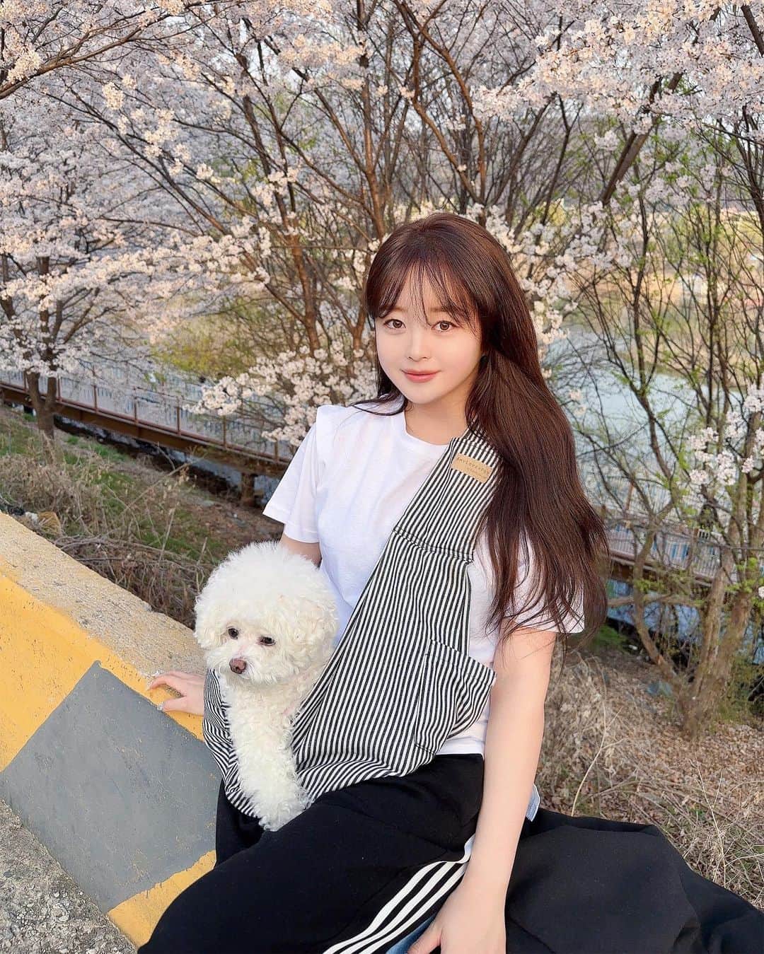 スヒョンのインスタグラム：「♥ 간만에 후면 카메라로 찍었더니 화질이 상당히 부담스럽구만요.. 목욕 못해서 꼬질한 큐티 장숑이랑 김여사랑 #벚꽃 구경 🌸 𝑱𝒂𝒏𝒈𝒔𝒖𝒉𝒚𝒖𝒏」