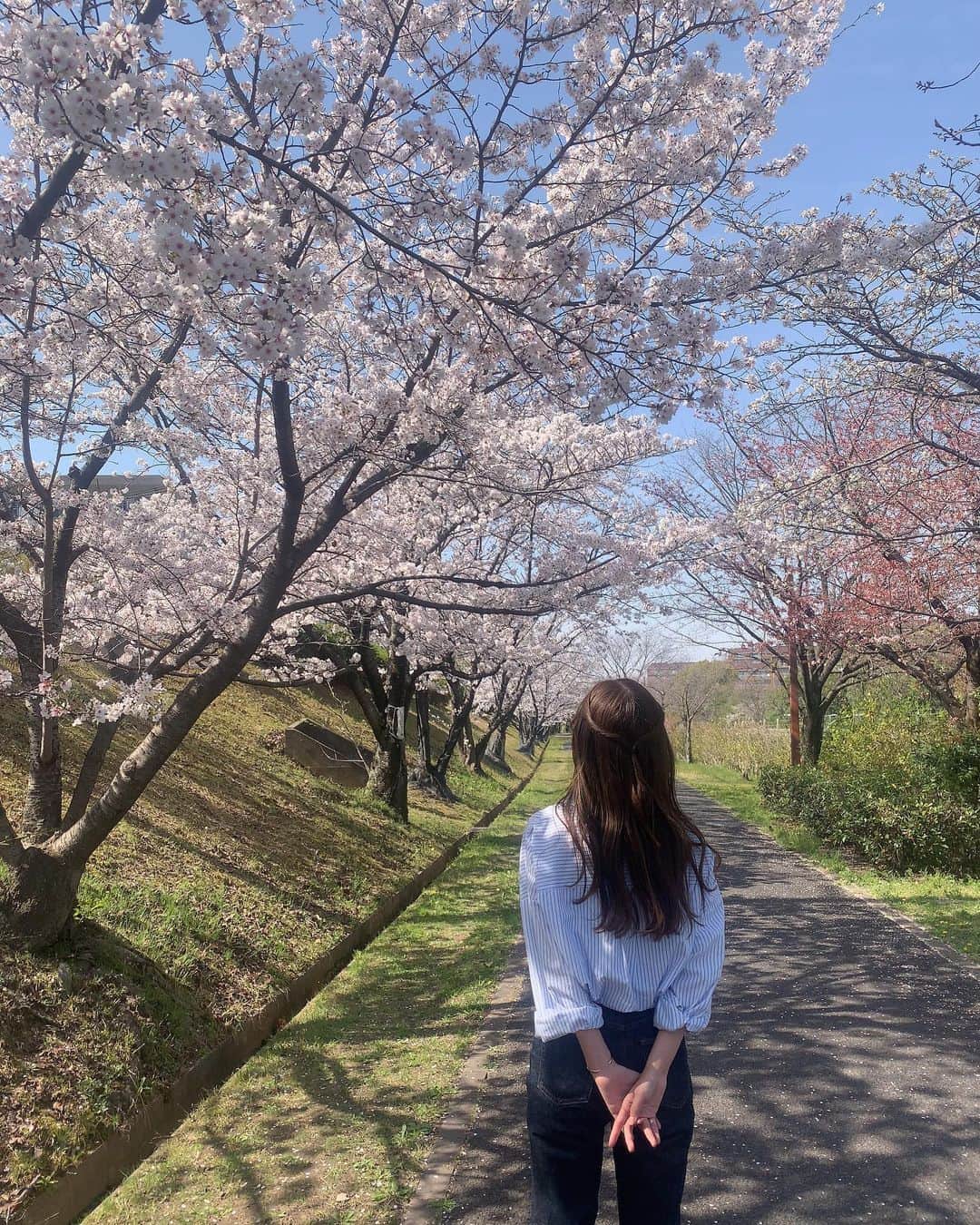 竹村美緒のインスタグラム：「. . 今日のLIVEニュースは、 富田林の桜スポットをご紹介しました🌸  満開の桜。今が見頃。  時折風が吹くと花びらがヒラヒラ待ってそれもまた風情がありました。  ゆっくりお花見したいな🍡  明日は舞洲でルーキーへのインタビュー。 今から準備するぞー📝」