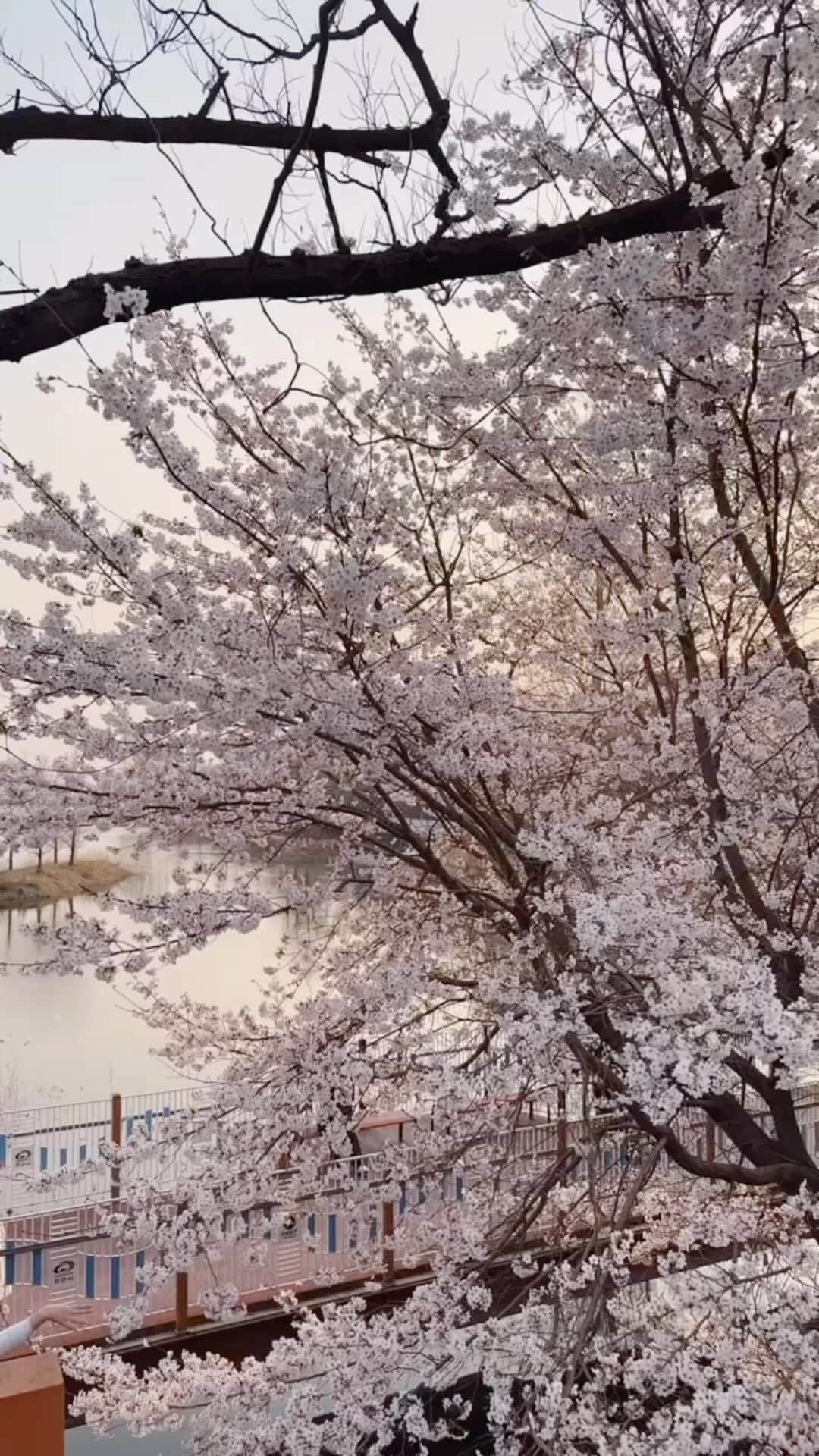 スヒョンのインスタグラム：「♥ 꽃처럼 행동은 안 하면서 꽃은 굉장히 좋아하는 편 🌸 𝑱𝒂𝒏𝒈𝒔𝒖𝒉𝒚𝒖𝒏」