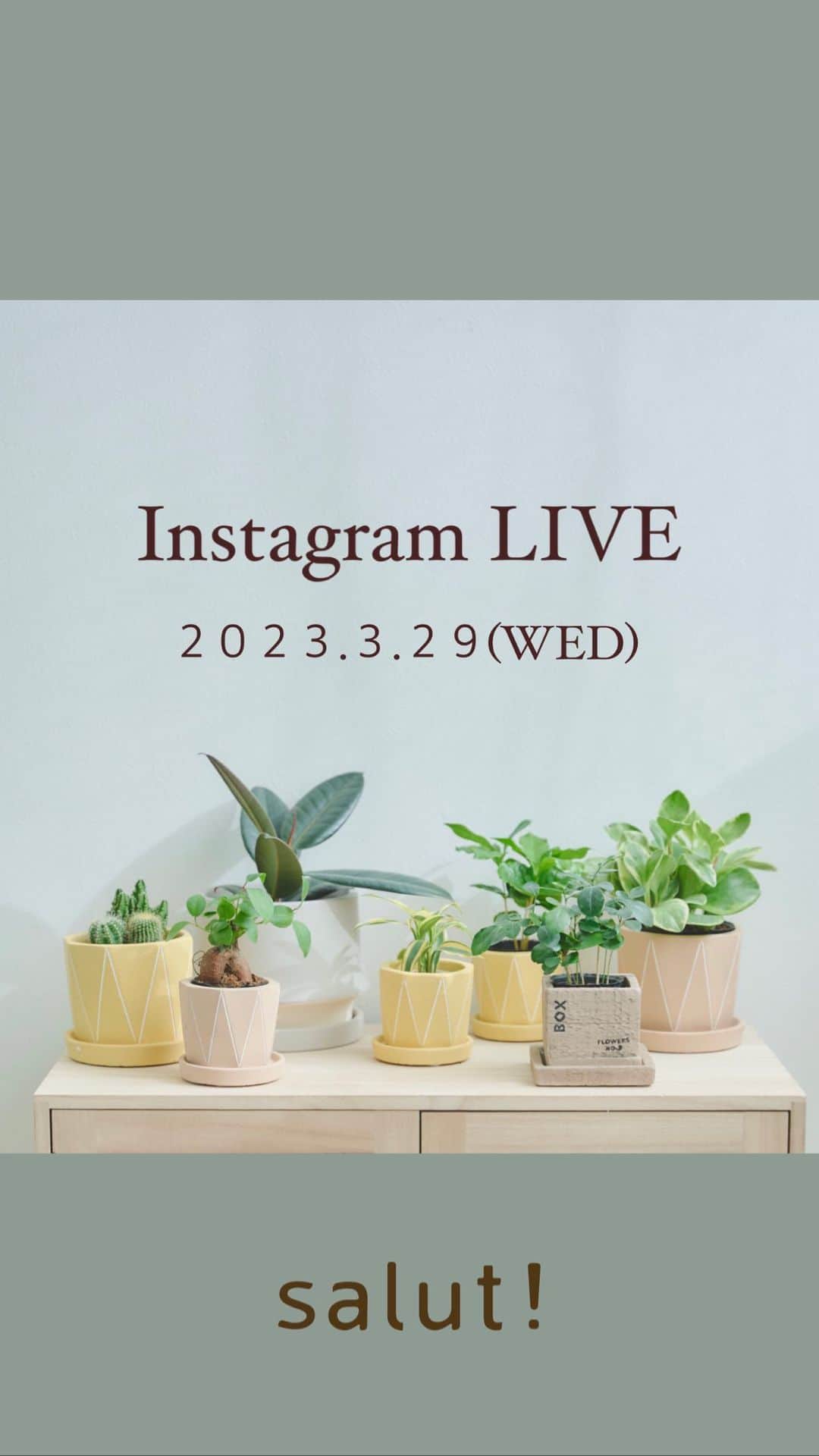 salut!のインスタグラム：「𖥧𖧧 ･･････ 2023.3.29(WED) インスタライブ@イオンモール四條畷店 ･･････  イオンモール四條畷店で インスタライブを実施しました🚶‍♀️🤍  ・ガーデンアイテム ・観葉植物  などを中心にご紹介しました◎  お買い物の参考にぜひご覧ください♪  @salut_ai  @salut_tsuchiya  のアカウントもぜひ フォローお願いします◯◯  ─────────────  公式通販サイトは @salut_shop トップページURLよりご確認くださいませ⋆*  ─────────────  #サリュ #salut #まいにちインテリア #インテリア雑貨 #雑貨店 #雑貨屋さん #雑貨 #インスタライブ」
