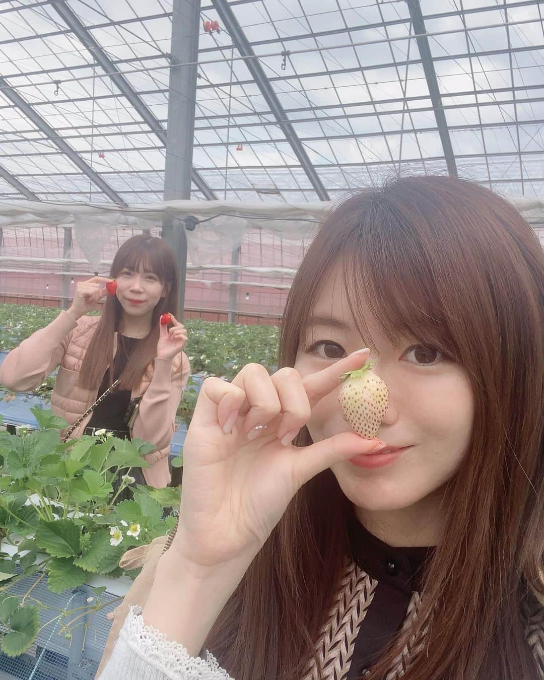 のインスタグラム：「イチゴ狩りしたよ🍓  白雪小町っていう品種が、白いの！！ 珍しい🤔！  #いちご#いちご狩り#イチゴ狩り #いちご食べ放題 #群馬旅行#群馬観光#国内旅行#みなかみ#みなかみ観光#みなかみ町#水上#ぐんまちゃん #gunma#mogitore#strawberry」