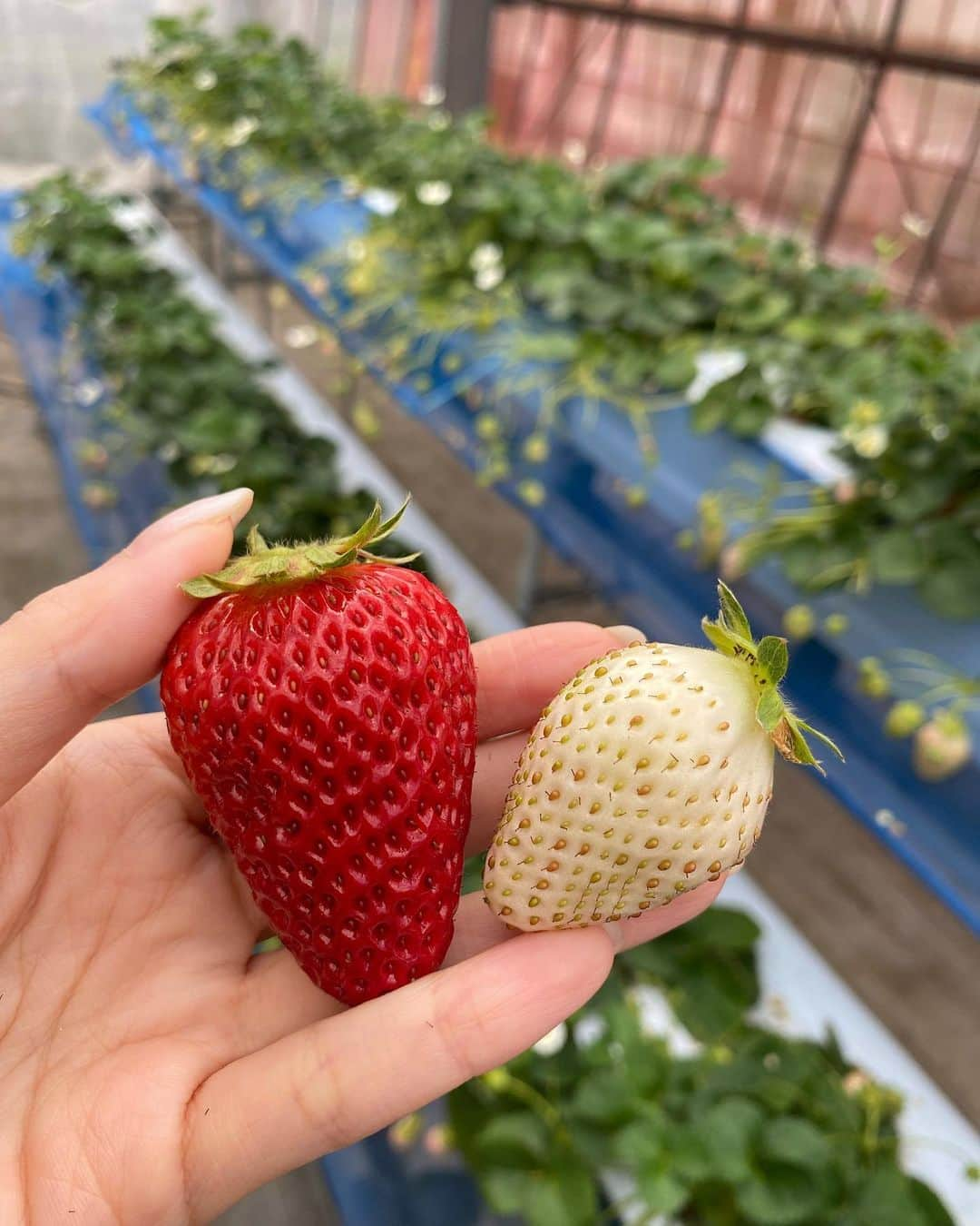 にゃんさんゴルフさんのインスタグラム写真 - (にゃんさんゴルフInstagram)「イチゴ狩りしたよ🍓  白雪小町っていう品種が、白いの！！ 珍しい🤔！  #いちご#いちご狩り#イチゴ狩り #いちご食べ放題 #群馬旅行#群馬観光#国内旅行#みなかみ#みなかみ観光#みなかみ町#水上#ぐんまちゃん #gunma#mogitore#strawberry」3月29日 21時57分 - miiiii0228