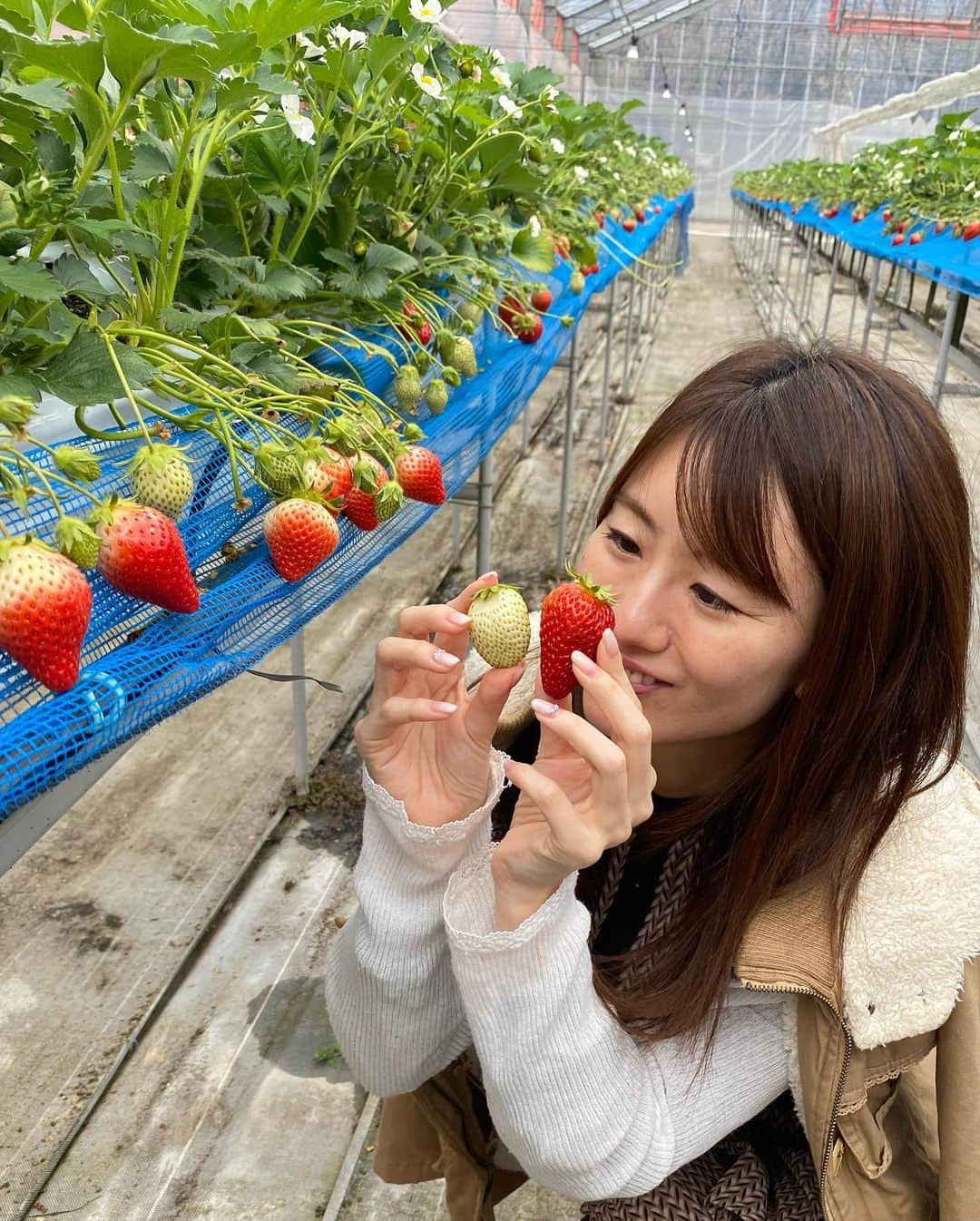 にゃんさんゴルフさんのインスタグラム写真 - (にゃんさんゴルフInstagram)「イチゴ狩りしたよ🍓  白雪小町っていう品種が、白いの！！ 珍しい🤔！  #いちご#いちご狩り#イチゴ狩り #いちご食べ放題 #群馬旅行#群馬観光#国内旅行#みなかみ#みなかみ観光#みなかみ町#水上#ぐんまちゃん #gunma#mogitore#strawberry」3月29日 21時57分 - miiiii0228