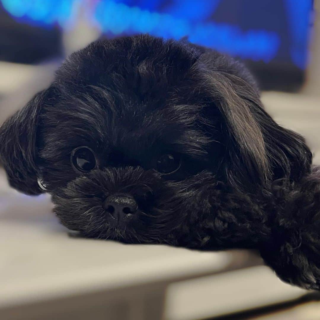 神部美咲のインスタグラム：「みみちゃんトリミング🐶✂︎  あざとさ100点満点🙆‍♀️🖤  #シープー」