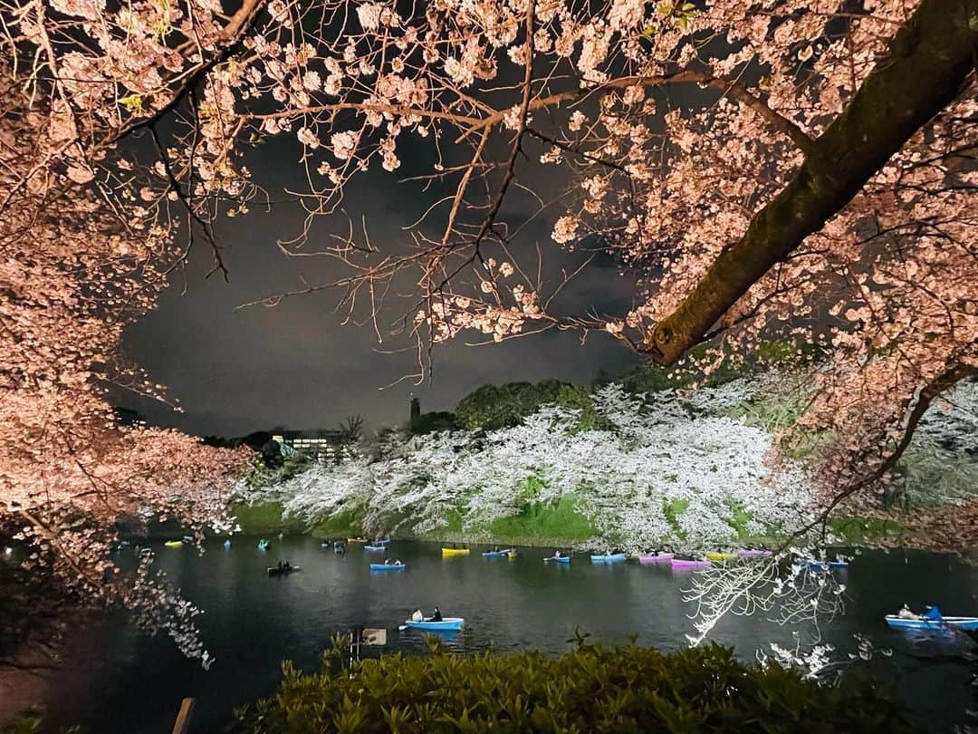 白木夏子さんのインスタグラム写真 - (白木夏子Instagram)「千鳥ヶ淵で会食、大雨が降ってくる前に、夜桜を一瞬楽しめてよかった！！」3月29日 22時05分 - natsukoshiraki