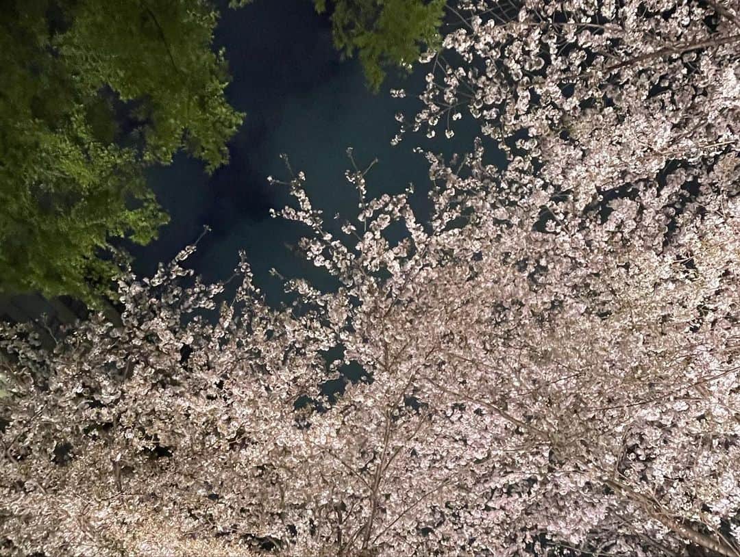 白木夏子さんのインスタグラム写真 - (白木夏子Instagram)「千鳥ヶ淵で会食、大雨が降ってくる前に、夜桜を一瞬楽しめてよかった！！」3月29日 22時05分 - natsukoshiraki