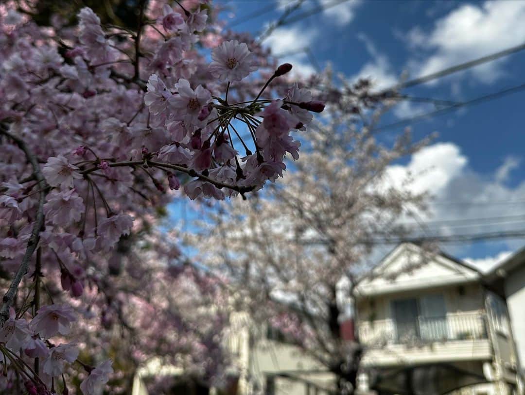 細田阿也さんのインスタグラム写真 - (細田阿也Instagram)「#sakura #桜　#櫻　#春爛漫  次男花見🌸付き合ってくれんかったけど、、🤪  久しぶりに散歩し 上を向きながら  儚くも逞しく 健気に咲き誇り  1番好きなことを 思い出せた桜🌸」3月29日 22時05分 - hosodaaya