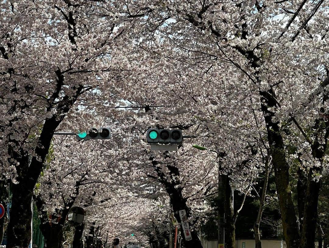 細田阿也さんのインスタグラム写真 - (細田阿也Instagram)「#sakura #桜　#櫻　#春爛漫  次男花見🌸付き合ってくれんかったけど、、🤪  久しぶりに散歩し 上を向きながら  儚くも逞しく 健気に咲き誇り  1番好きなことを 思い出せた桜🌸」3月29日 22時05分 - hosodaaya