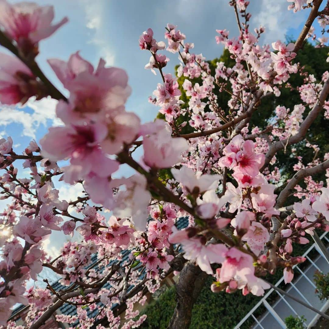 幸宮チノさんのインスタグラム写真 - (幸宮チノInstagram)「良」3月29日 22時07分 - chinoyuki