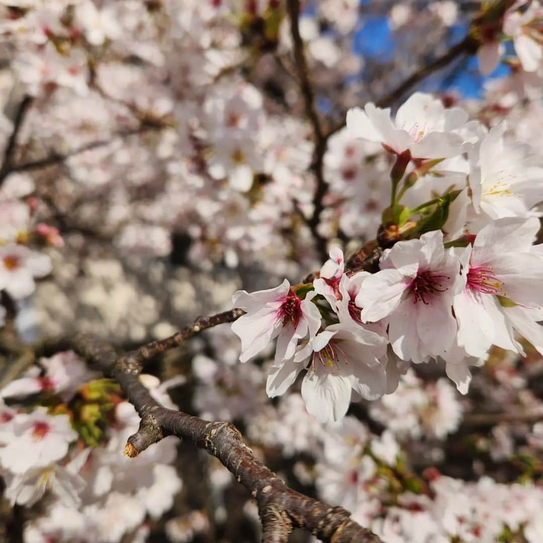 幸宮チノさんのインスタグラム写真 - (幸宮チノInstagram)「良」3月29日 22時07分 - chinoyuki