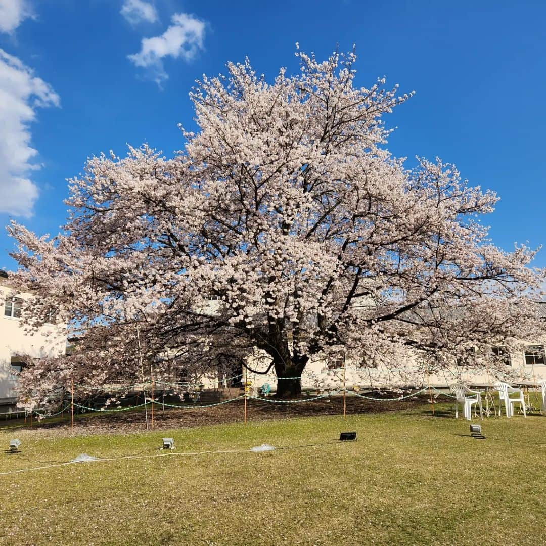 幸宮チノさんのインスタグラム写真 - (幸宮チノInstagram)「良」3月29日 22時07分 - chinoyuki