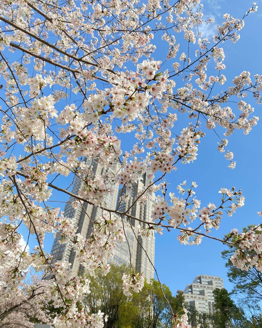 瀬戸麻沙美さんのインスタグラム写真 - (瀬戸麻沙美Instagram)「桜フィバーフィーバー🌸」3月29日 22時11分 - seto_asami
