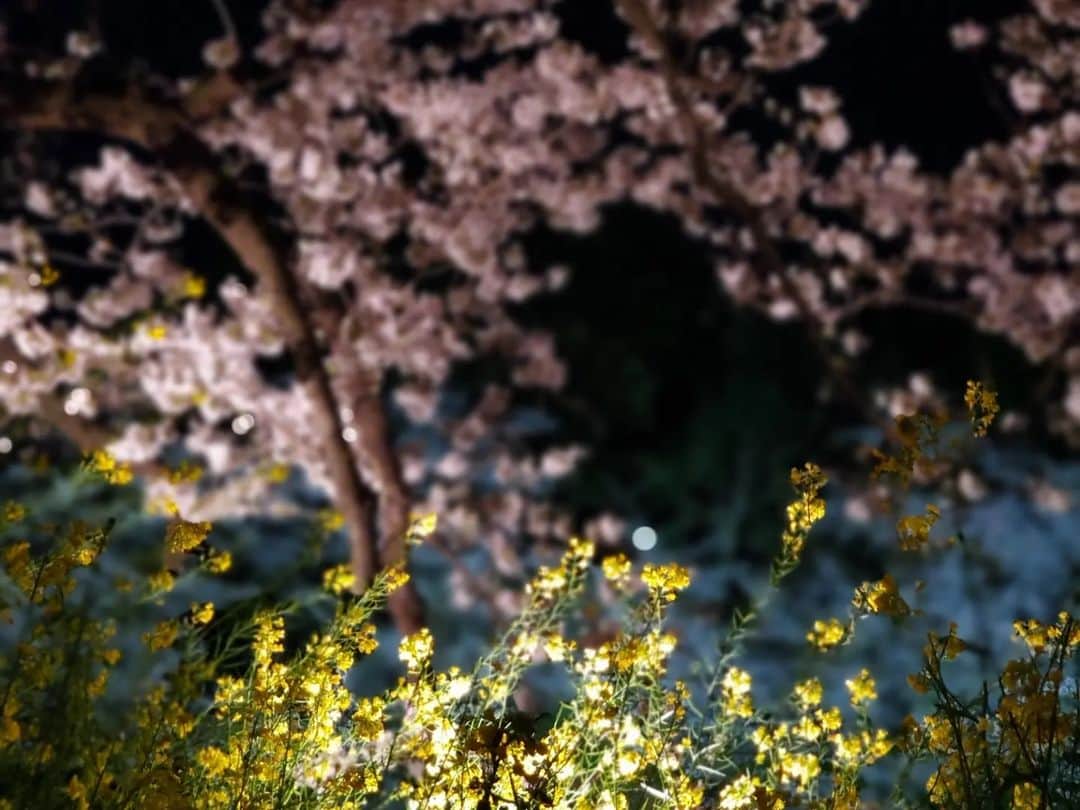 香咲蘭さんのインスタグラム写真 - (香咲蘭Instagram)「上も、横も、足元も、 ぜーんぶ桜に包まれた日。  そろそろ散りはじめるギリギリのタイミング。  ありのままが好きだからライトアップなんてしなくていいじゃない。 って思ってたけど  えぇやん、ライトアップ😳 っていとも簡単に寝返った。  お花見しました？ まだ間に合いますよっ！  みなさんは #さくら をみて 何を想いますか…😌」3月29日 22時13分 - ran_kosaki
