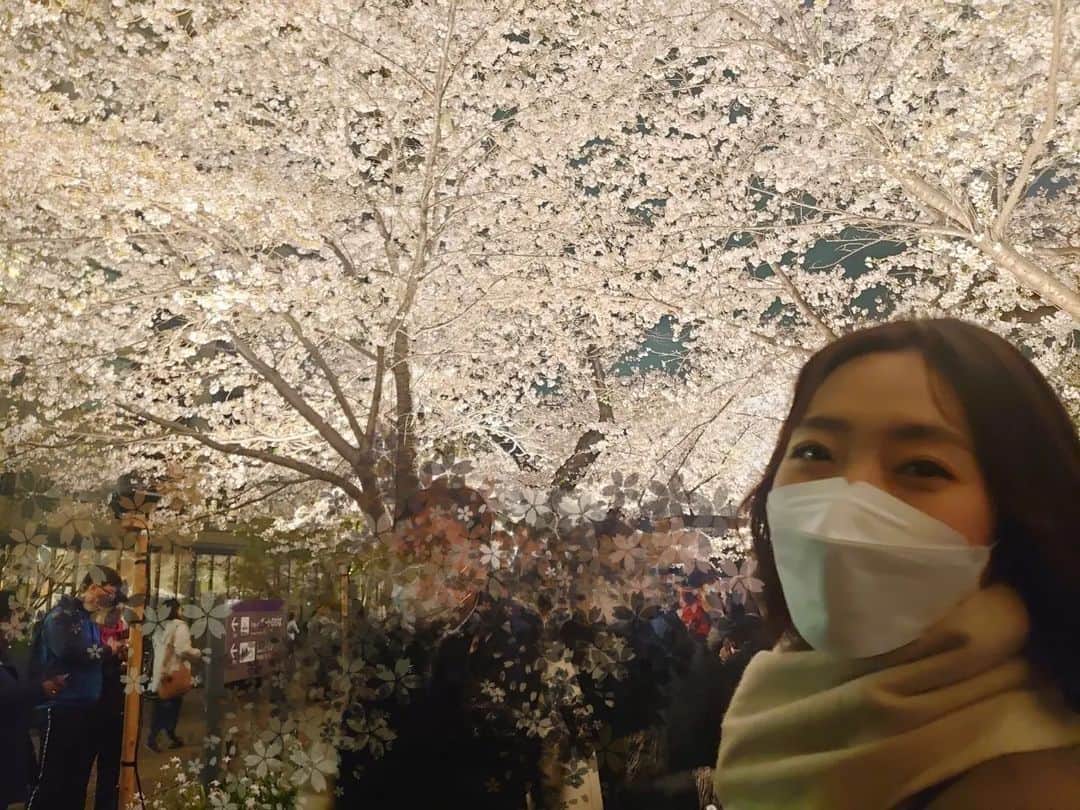 のインスタグラム：「上も、横も、足元も、 ぜーんぶ桜に包まれた日。  そろそろ散りはじめるギリギリのタイミング。  ありのままが好きだからライトアップなんてしなくていいじゃない。 って思ってたけど  えぇやん、ライトアップ😳 っていとも簡単に寝返った。  お花見しました？ まだ間に合いますよっ！  みなさんは #さくら をみて 何を想いますか…😌」