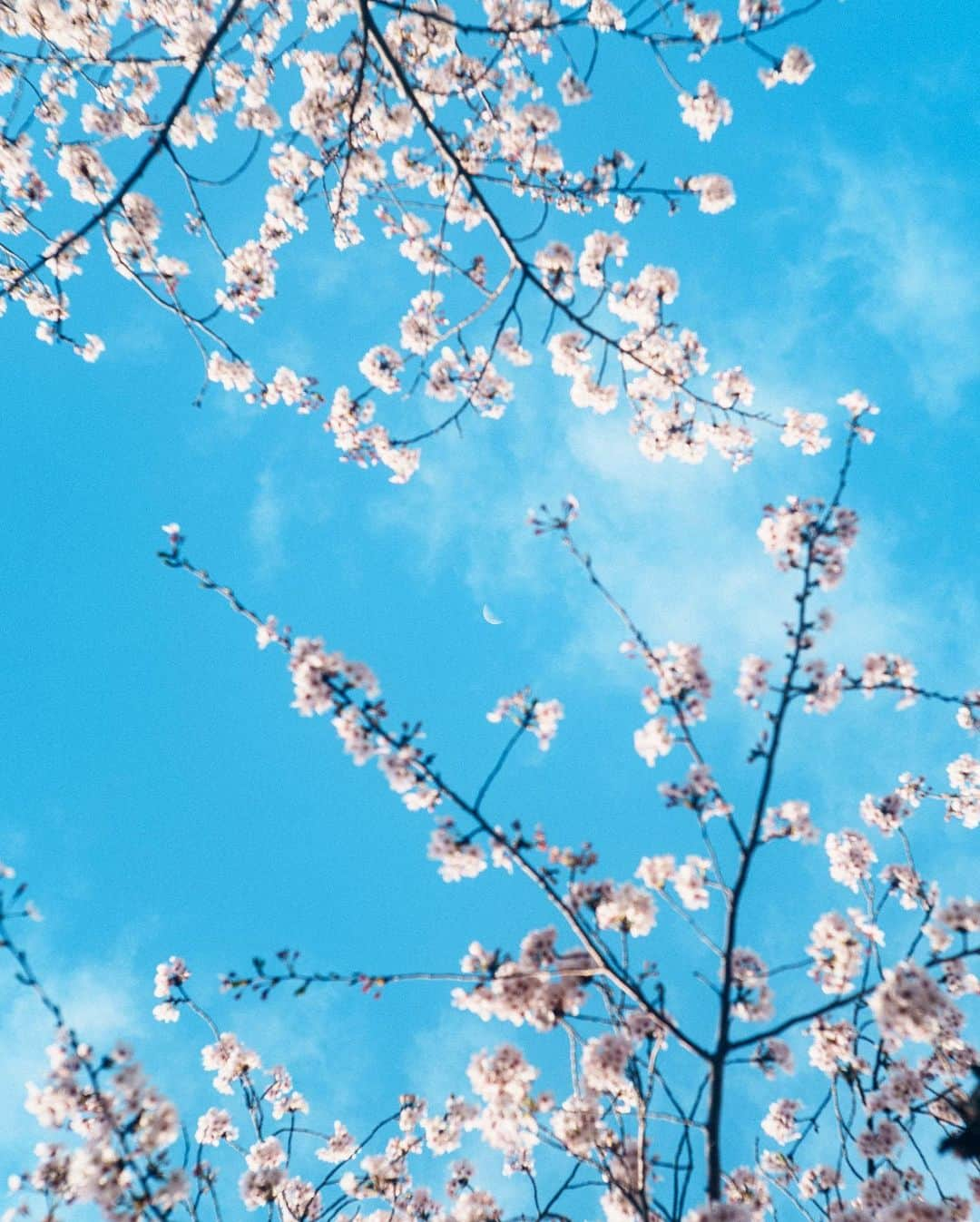 haru wagnusのインスタグラム：「Ohanami 🌸 ㅤㅤㅤㅤㅤㅤㅤㅤㅤㅤㅤㅤㅤ ㅤㅤㅤㅤㅤㅤㅤㅤㅤㅤㅤㅤㅤ ㅤㅤㅤㅤㅤㅤㅤㅤㅤㅤㅤㅤㅤ 今日は今年最後のお花見でした。 晴れたし天気が最高で平和でした。 こうやって季節を友人たちと過ごして 感じれるって幸せだなーって毎度思う。 ㅤㅤㅤㅤㅤㅤㅤㅤㅤㅤㅤㅤㅤ感謝です。 ㅤㅤㅤㅤㅤㅤㅤㅤㅤㅤㅤㅤㅤ ㅤㅤㅤㅤㅤㅤㅤㅤㅤㅤㅤㅤㅤ ㅤㅤㅤㅤㅤㅤㅤㅤㅤㅤㅤㅤㅤ ㅤㅤㅤㅤㅤㅤㅤㅤㅤㅤㅤㅤㅤ #sakura #ohanami #花見 #桜並木  #cherryblossom #sakura🌸 #moon #cherryblossom #月 #sonya7rv」