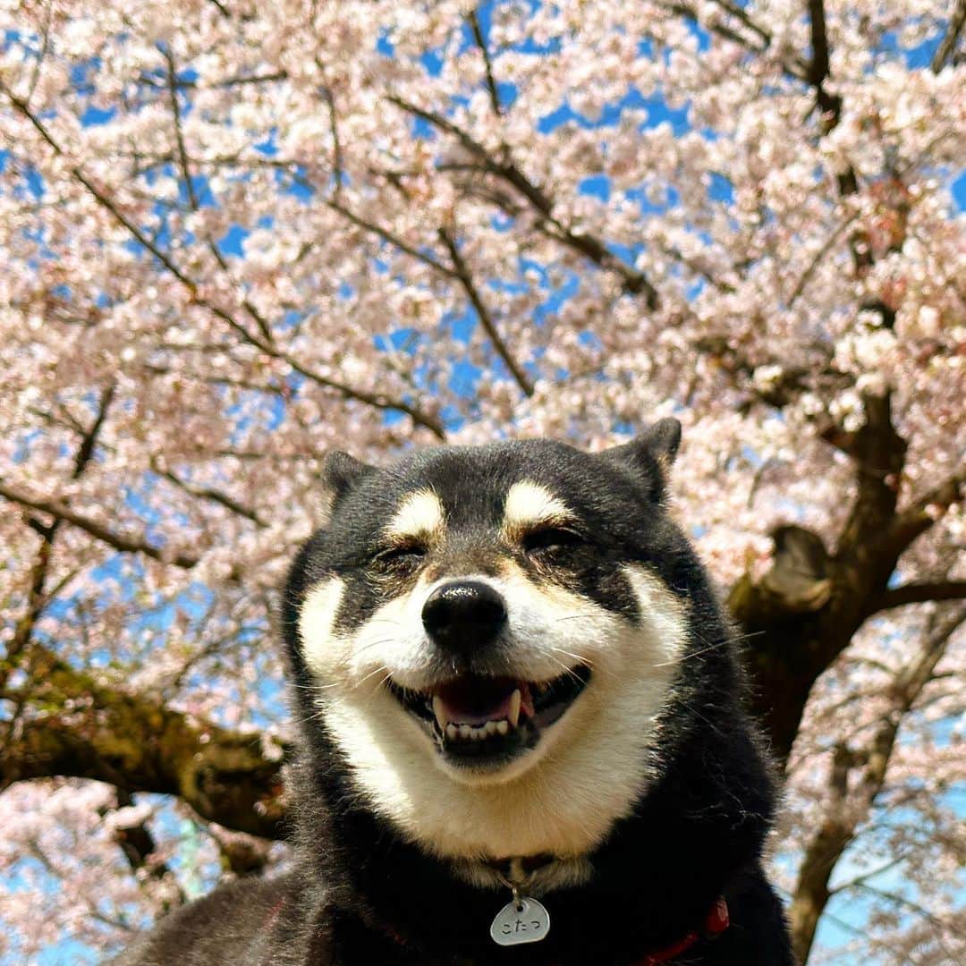 vo_coのインスタグラム：「🌸 やっと満開の桜とこたちゃんの笑顔の共演が撮れたよ 今年は雨の日が多くていいコンディションで桜見れる日が少ないね 週末まで保つかな？？ ＊ #こたつの花見 2023 #shibastagram #instashiba #shiba #shibainu #黒柴 #柴犬」