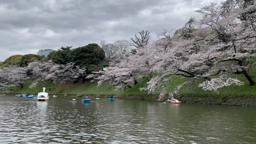 M'sブライダルのインスタグラム：「おすすめデートスポット❤️千鳥ヶ淵🌸 人生100年時代を豊かに生き抜くための結婚相談所  〜登録会員数7万名超×昔ながらの個別紹介×最先端AIシステムで、婚活が苦手な人でも結婚出来る人に〜   ・創業23年 (帝国ホテルタワー) ・登録男性高収入(年収1,000万以上)多数  ・平均成婚期間1年以内  ・丁寧・安心・高結婚率のM’sブライダル  ・東京駅八重洲南口徒歩3分  ◉全国支店オーナー様同時募集中！  #お花見 #桜 #春 #sakura #happy #spring #flowers #カップル #ワクワク #さくら #千鳥ヶ淵 #東京 #tokyo #japan #chidorigafuchi #love #花 #綺麗 #美しい #花見 #結婚相談所 #再婚 #恋活 #結婚相談 #バツイチ #婚活 #結婚したい #彼女募集中 #アラフォー #アラサー」