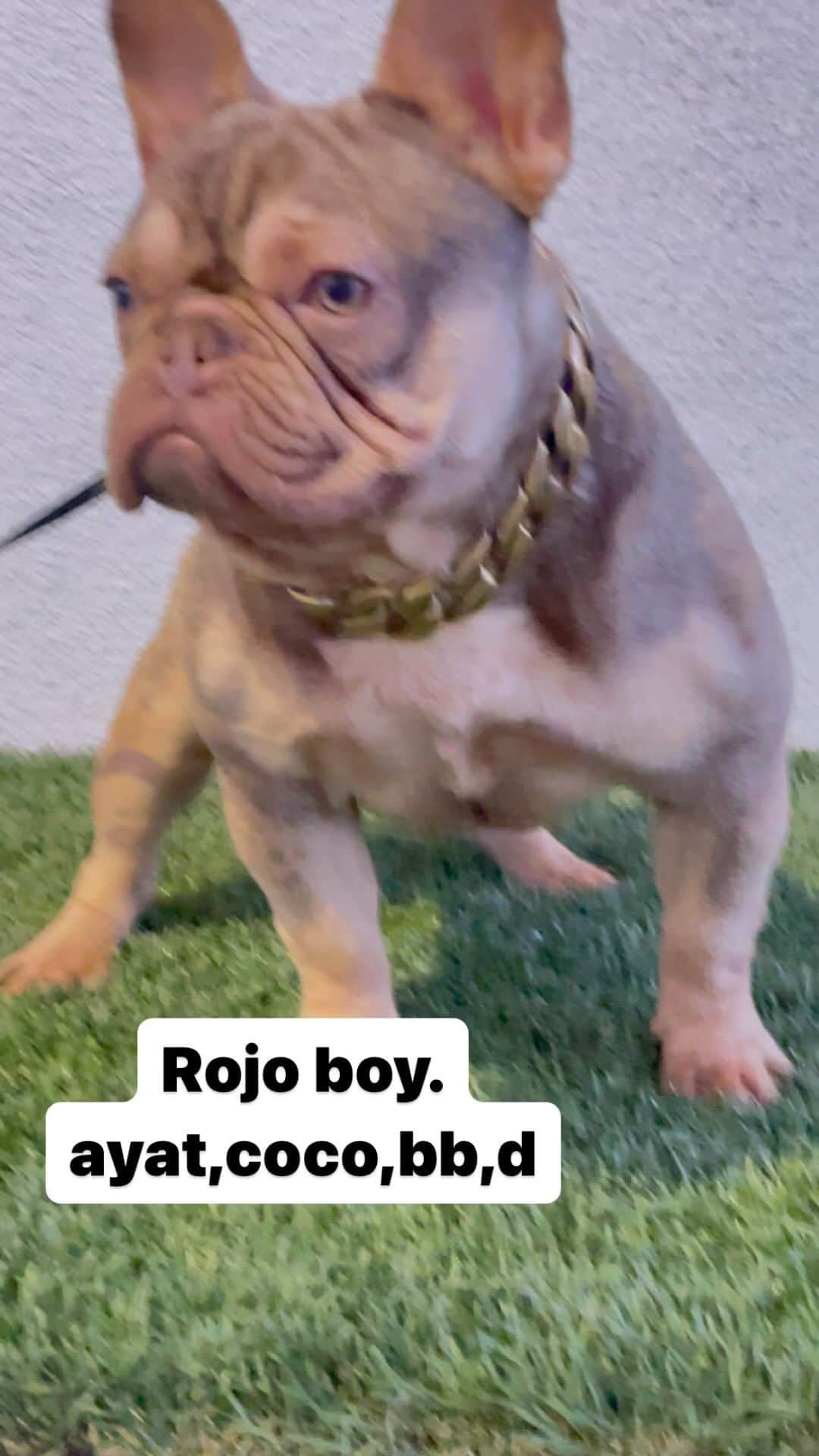 Oprahnbooのインスタグラム：「Rojo boy」