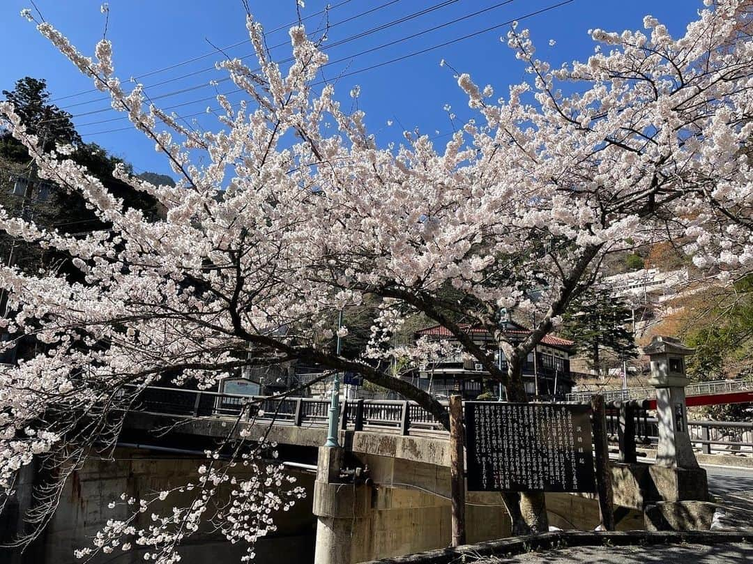 湯の山温泉 寿亭|Ryokan KOTOBUKITEIのインスタグラム：「🌸  . #湯の山温泉 街、満開 です♫ ・ 日中は、とても暖かくなりました😊 . . #旅館寿亭#旅館#寿亭#湯の山#温泉#菰野#三重#日本#女子旅#kotobukitei#ryokan#yunoyama#onsen#komono#mie#japan#hotspring#instagood」