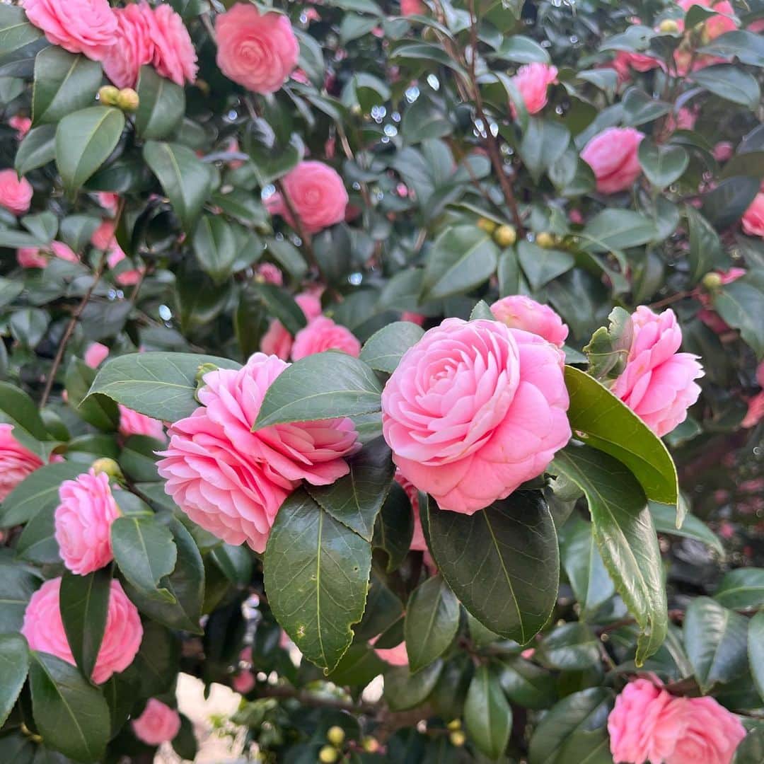 ひなたさんのインスタグラム写真 - (ひなたInstagram)「新宿御苑に咲いてたこの花の名前分かる人いないかな？」3月29日 13時55分 - hinata__fit