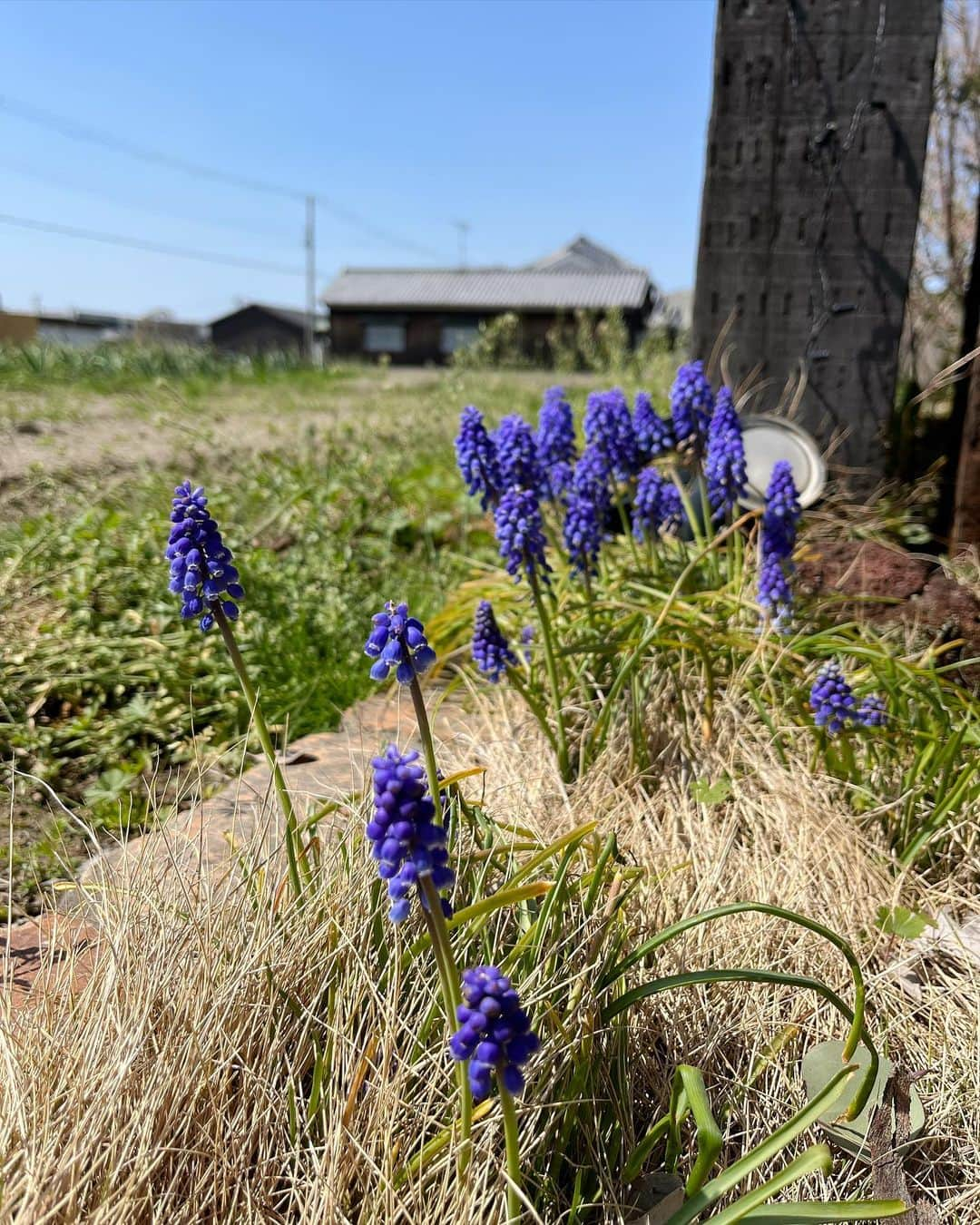 aco.さんのインスタグラム写真 - (aco.Instagram)「2023.3.29  久しぶりに庭に出たら ムスカリが沢山咲いていて、 家の中からは見えずもったいないので 半分ほど切って飾ることにしました☺️  部屋の観葉植物も日光浴中🪴  外出の予定はない今日みたいな日も 洗顔、スキンケア後に @maihada の米肌 肌潤『マルチ CCクリーム』を 塗っています  美容液、クリーム、日やけ止め、化粧下地、 ファンデーション、コンシーラー、フェイスパウダー、 マスクプルーフ、大気汚染物質カット、ブルーライトカット と1本10役で 化粧水の後、これ1本でいいから楽ちん  美容液76%配合で 塗った後もカサついたり逆にベタついたりもせず 日中もスキンケアできている感覚✨ 1ヶ月ほど使っていますが肌の調子も良いです  庭に出る時は つい、すっぴんで出たりしていたので そのツケが今出てきたり… この先は少しでもそんなことを防ぎたい😂  4月から始まる娘の幼稚園の送り迎えにも 強い味方になりそうです🌸  @maihada 公式サイトで 10%offになるクーポン→【MHIDCCPR】 よろしければお使いくださいね😊 . . ちなみに…最後のpic、 ユーカリもちょっと切って生けようと思ったのですが この冬の寒さで枯れている部分を剪定していたら 伐採レベルになってしまい 庭が大変なことになってます😂 （剪定の時期など適当だし樹形も無視ですが 　ほんとすぐ伸びるので〜）  また夕方、続き頑張ります🌳✂️ . . . . . #aco季節を楽しむ暮らし . #ムスカリ #ユーカリポポラス #季節を楽しむ暮らし #庭のある暮らし #米肌 #MAIHADA #肌潤 #マルチCCクリーム #CCクリーム #ライスパワー #マスクプルーフ #ブルーライトカット #1本10役 #pr #平屋 #平屋建て #平家住宅 #平屋暮らし #こどものいる暮らし #こどもと暮らす #子育てを楽しむ #こどものいる暮らし #こどもと暮らす #子育てを楽しむ  #11歳差子育て #年の差兄妹 #年の差育児  #暮らしを楽しむ家づくり #暮らしの記録 #日常の記録 #日常を楽しむ #日常を楽しく .」3月29日 13時58分 - aco.chaaaaan