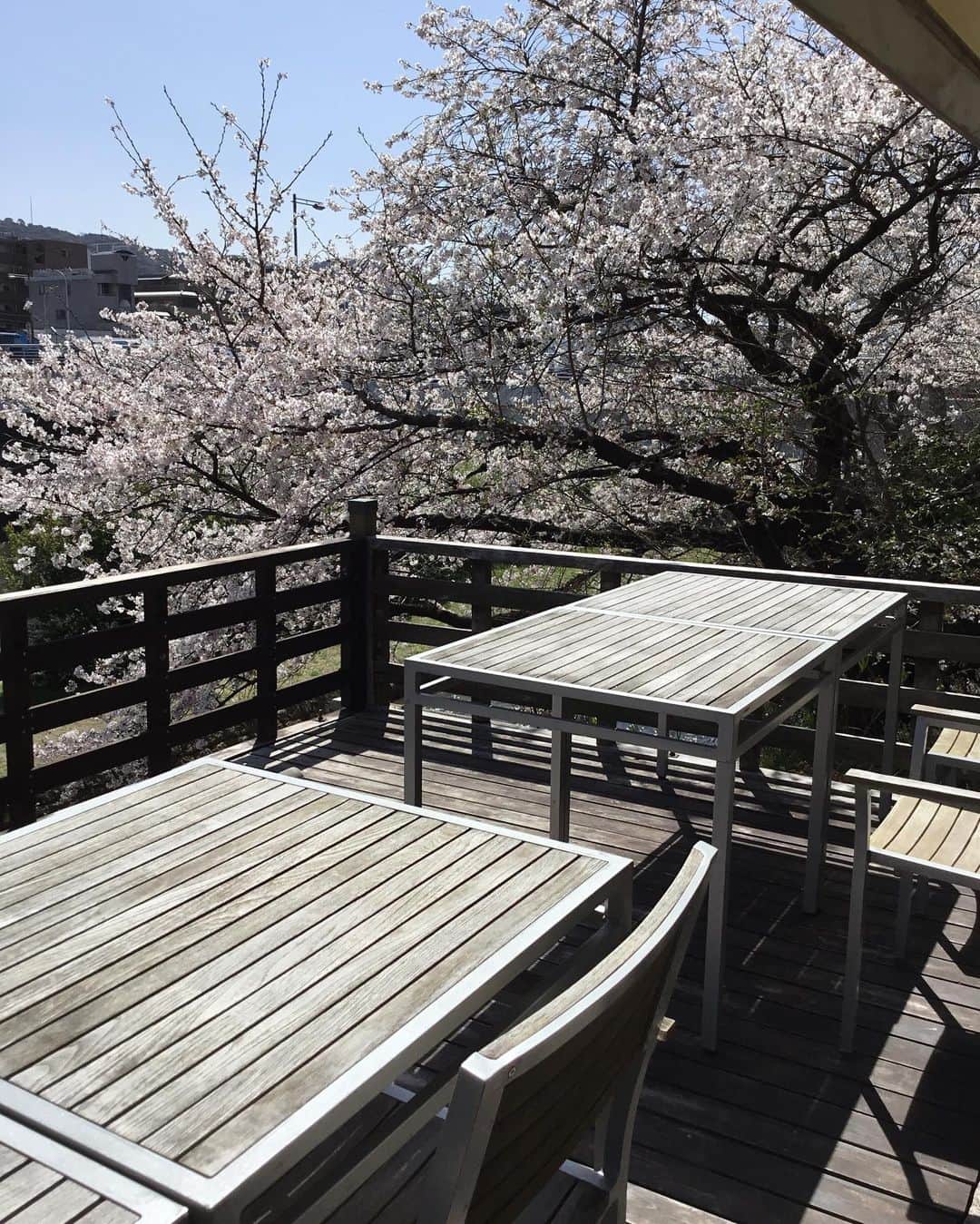 Salon de Royal Kyotoさんのインスタグラム写真 - (Salon de Royal KyotoInstagram)「こんにちは🌞 サロンドロワイヤル京都でございます。 本日は天気も良く、桜が満開です🌸  本日は月替わりボンボン『さくらベリー』のご紹介致します。 甘酸っぱいベリーのジュレと桜ガナッシュの2層になっておりまっす。 この季節にぴったりなチョコレートになります。  皆様のご来店を心よりお待ちしております。 ・ ・ #サロンドロワイヤル京都店 #salonderoyalkyoto#サロンドロワイヤル京都本店#サロンドロワイヤル京都#サロンドロワイヤル#salonderoyal#日本#japan#京都#kyoto#京都スイーツ#ボンボンショコラ #チョコレート #チョコ #ショコラ #chocolate #chocolat #chocolatier#salonderoyal #valentine #バレンタイン #京都カフェ」3月29日 14時26分 - salon_de_royal_kyoto