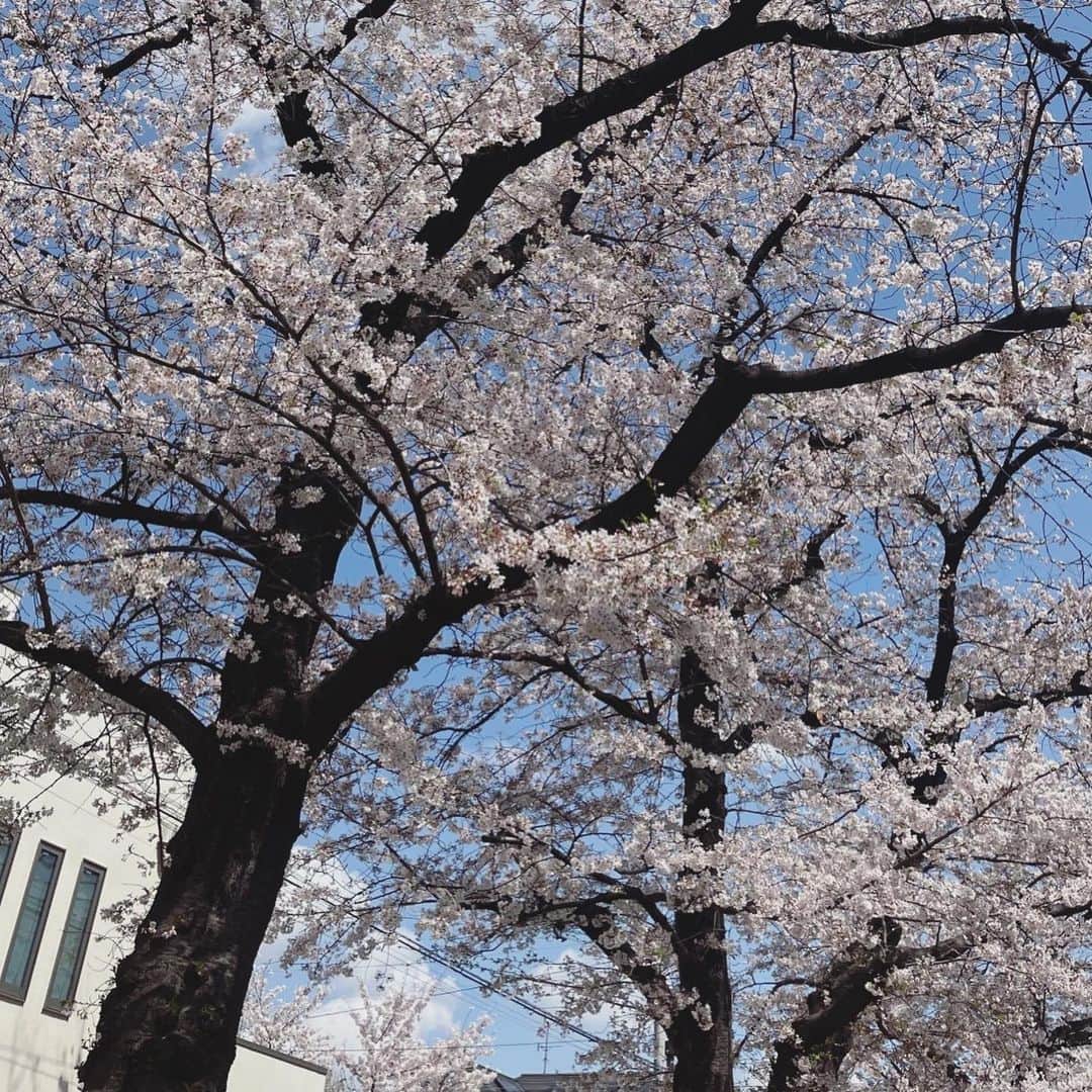 森口瑤子のインスタグラム：「. . 1枚目は毎年友人が送って来てくれる今年の桜の写真。 美しい。たわたわですね🌸 2枚目3枚目は、昨日お仕事のスタジオの敷地にあった一本の桜。 昨日はあいにく花冷えな日でしたが、思わずパチリ。 贅沢なお花見となりました𓂃🌸𓈒𓏸 .  #母は桜が大好きでした  #俳句も作ったのでまた後日」