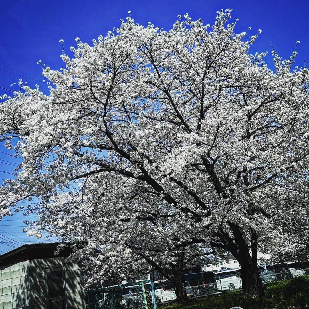 TAKUMA さんのインスタグラム写真 - (TAKUMA Instagram)「春が来た、日本人でよかったと思う瞬間の一つ🌸  #たんさん #桜 #春」3月29日 14時49分 - tan_tan_dayo